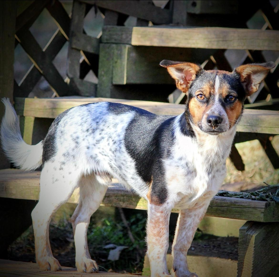 Spanky, Adoptable, Puppy Male Chihuahua & Mixed Breed.