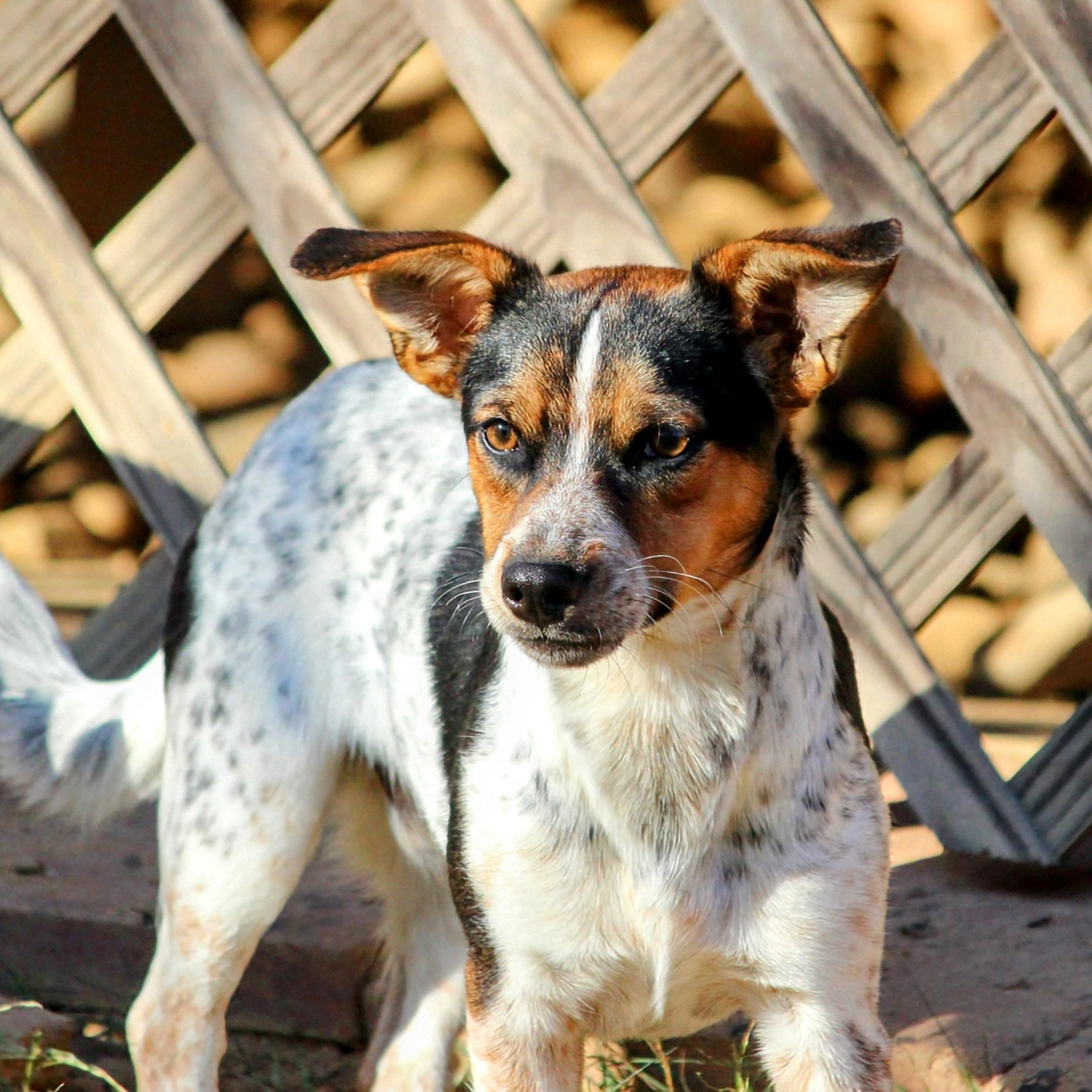 Spanky, a Adoptable mixed breed in Spring hill, TN image 4/4