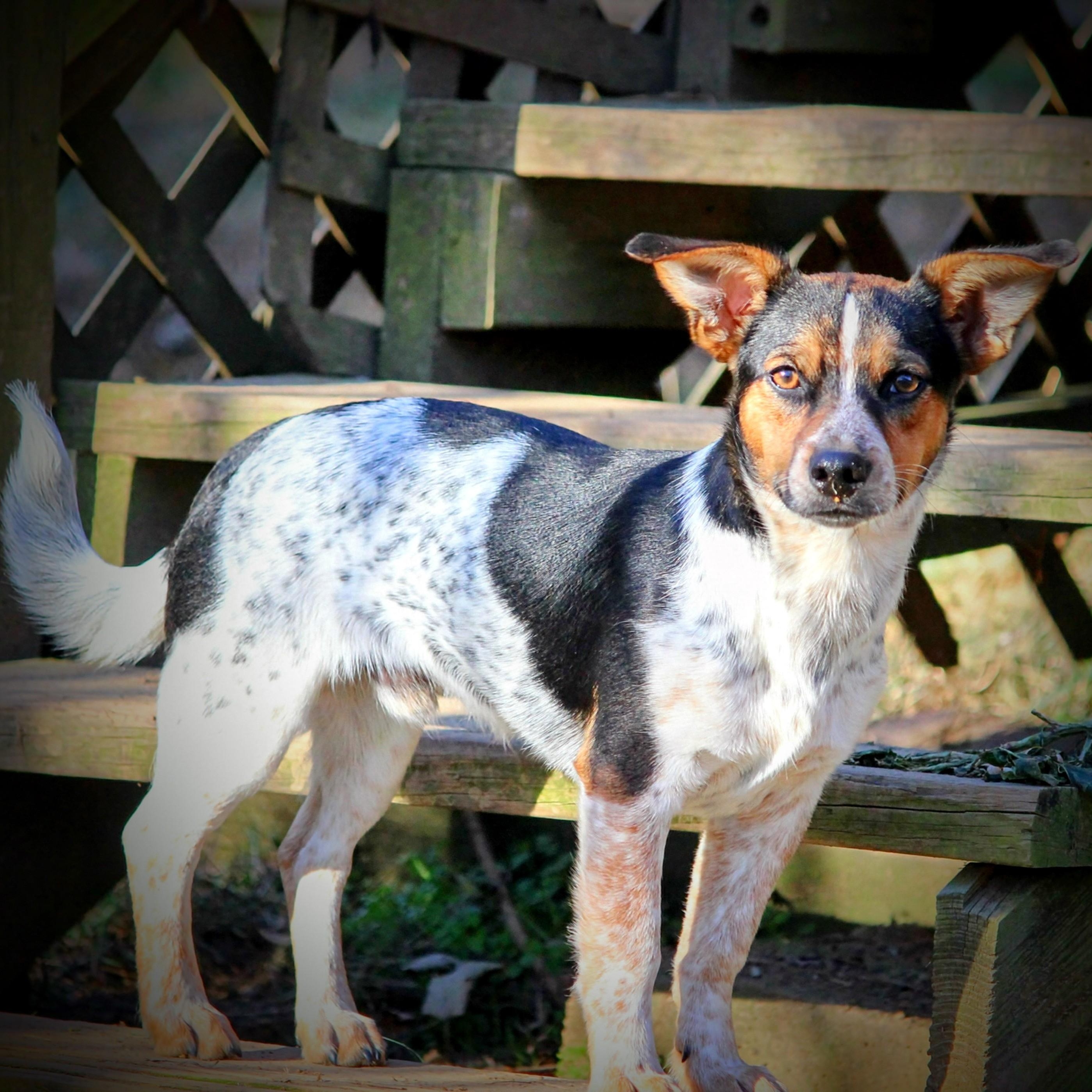 Spanky, a Adoptable mixed breed in Spring hill, TN image 3/4