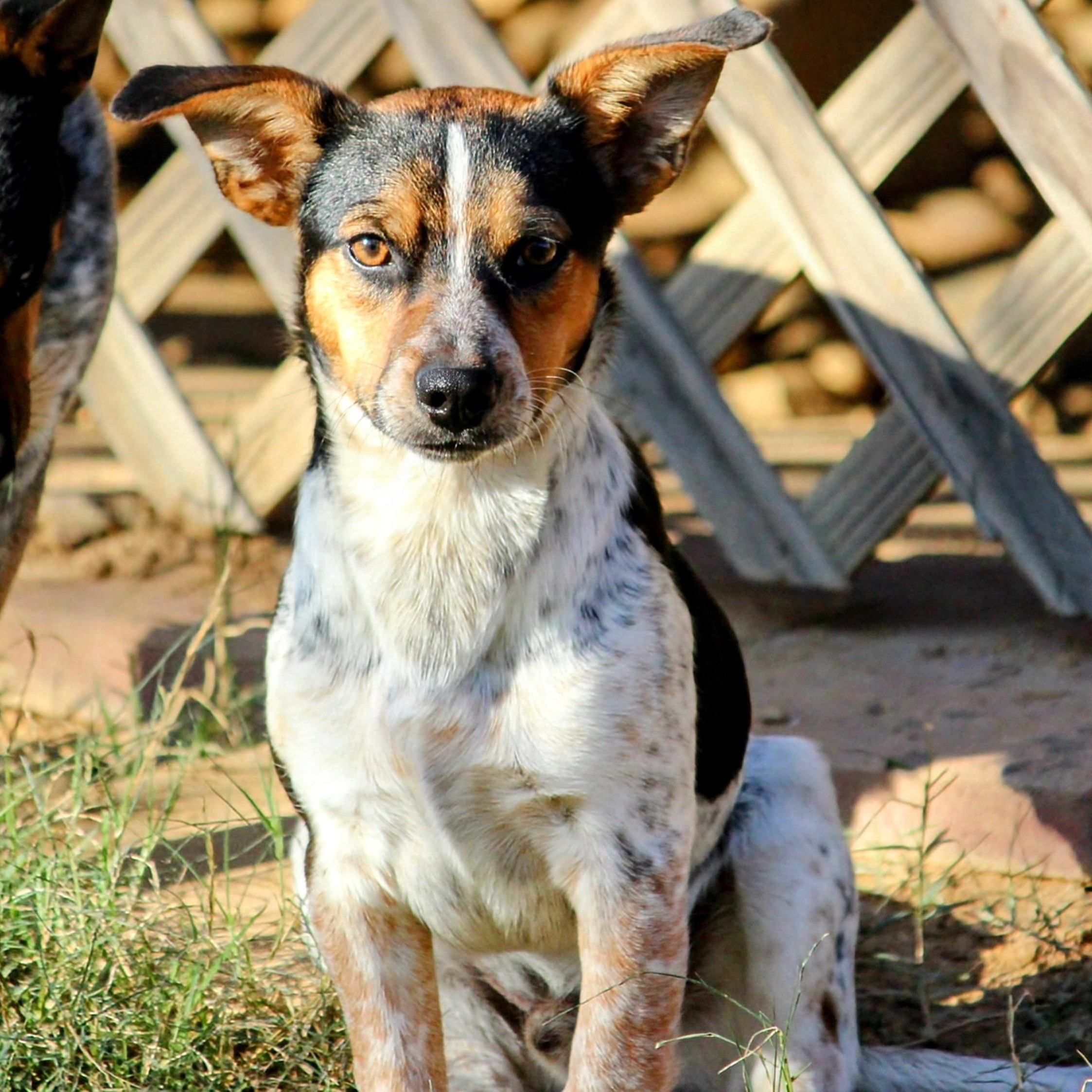 Spanky, a Adoptable mixed breed in Spring hill, TN image 2/4