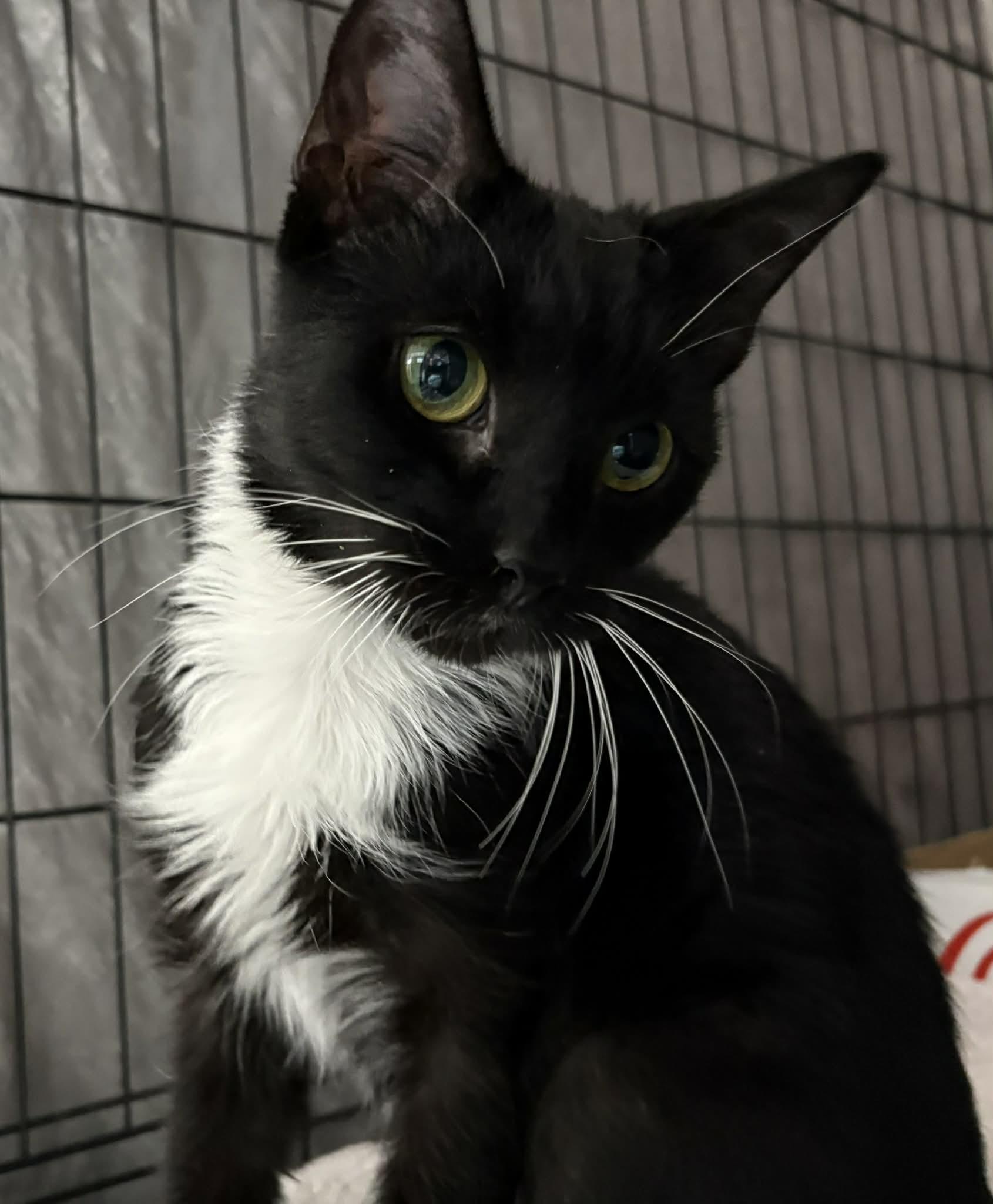 Enlarge Siri, a ADOPTABLE Domestic Short Hair in Westfield, MA image 1/1