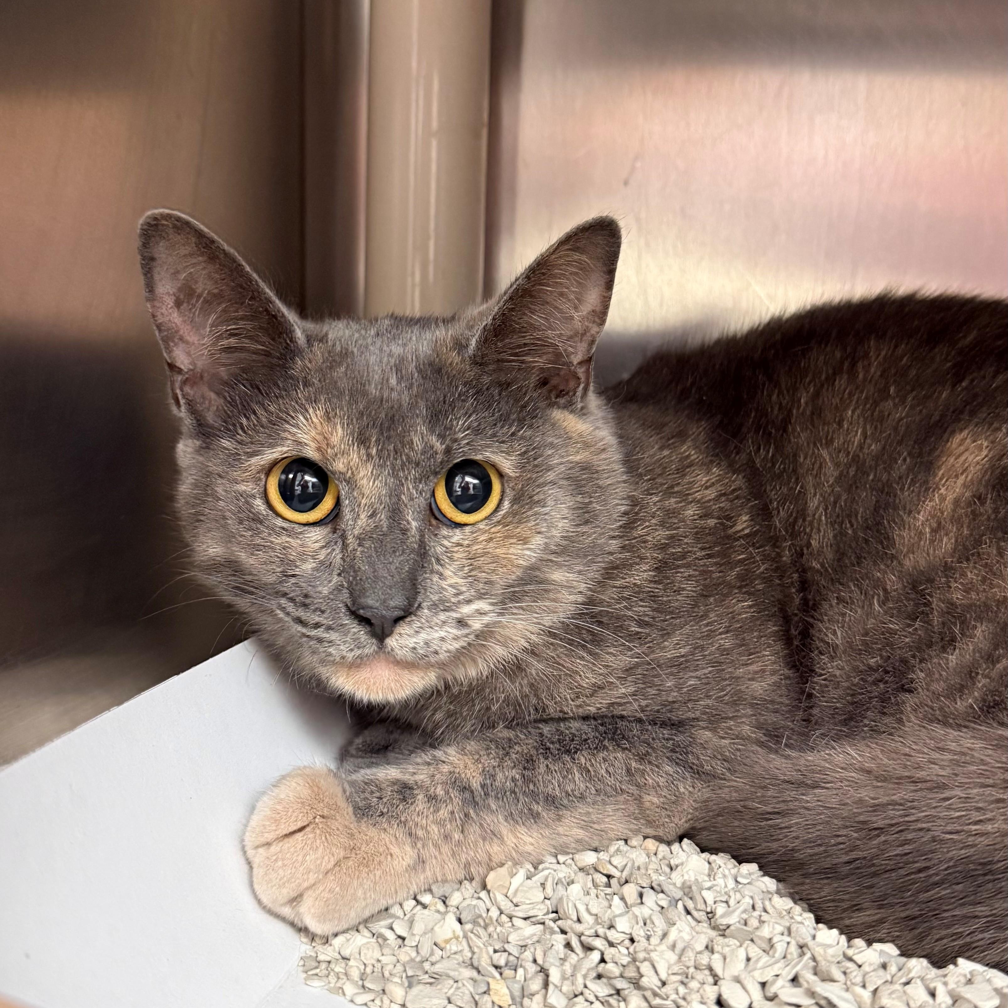 Velvet, ADOPTABLE, Adult Female Domestic Short Hair.