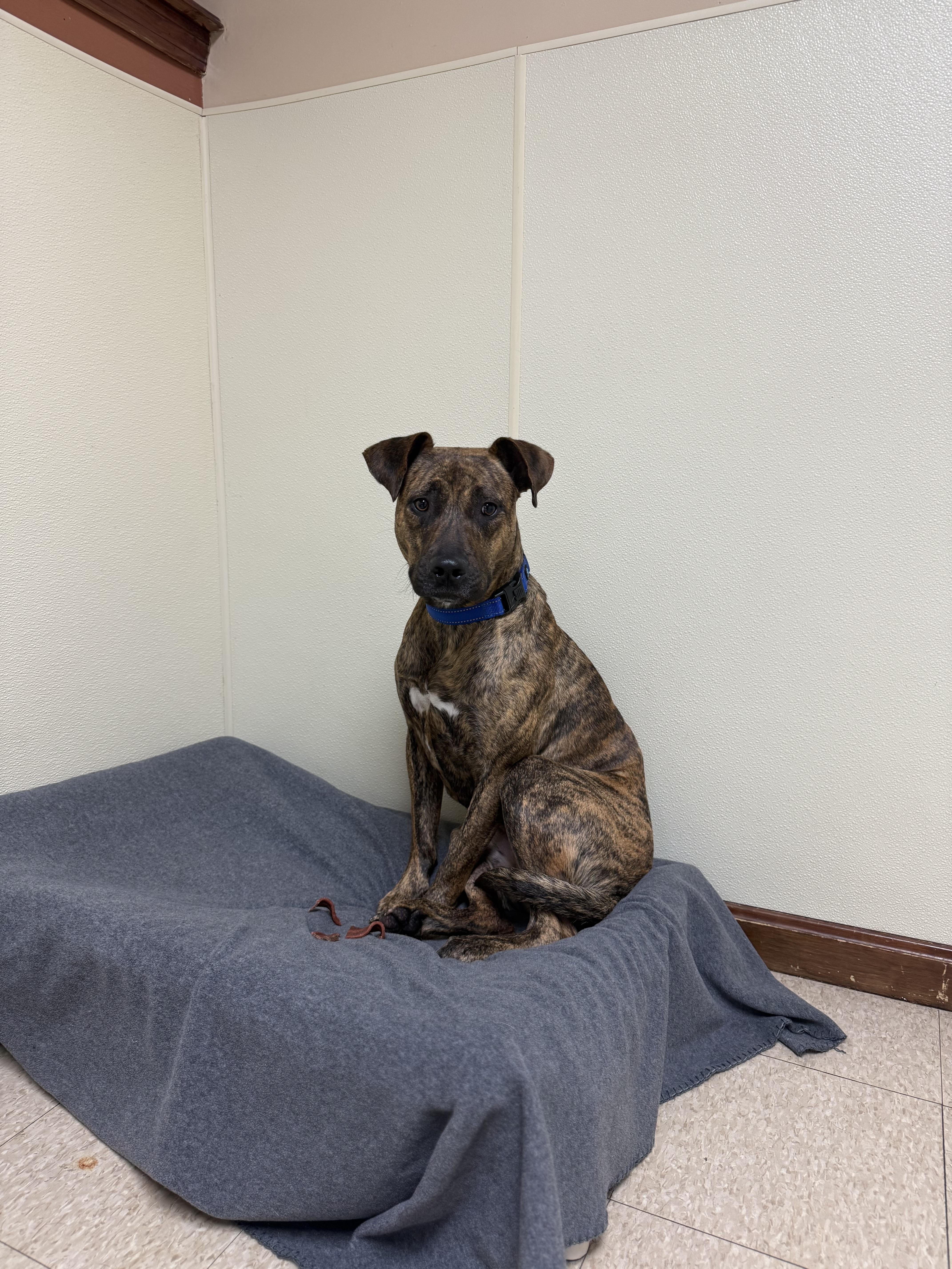 Tiny, a ADOPTABLE mixed breed in Douglas, MA image 1/6