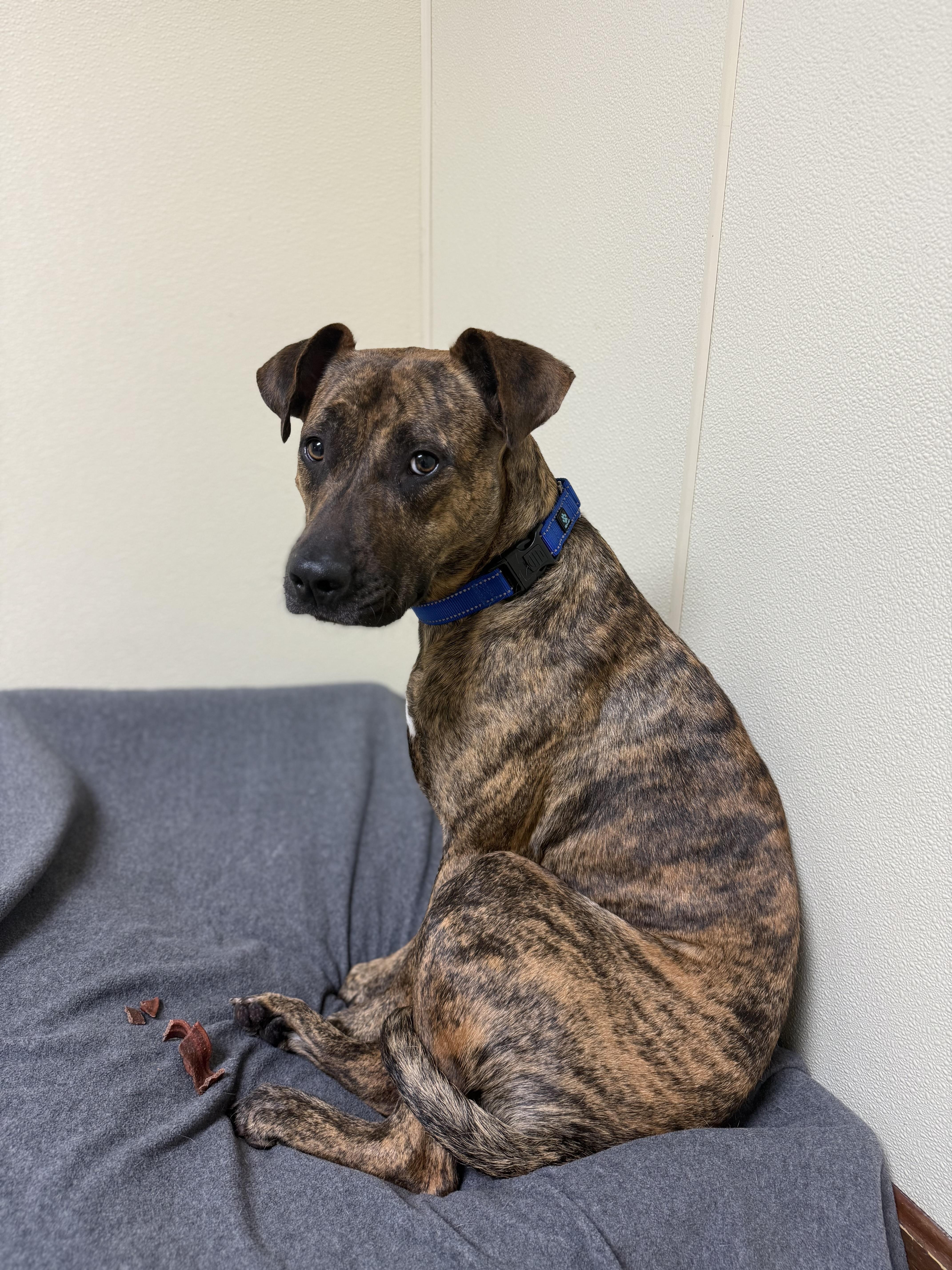 Tiny, a ADOPTABLE mixed breed in Douglas, MA image 2/6