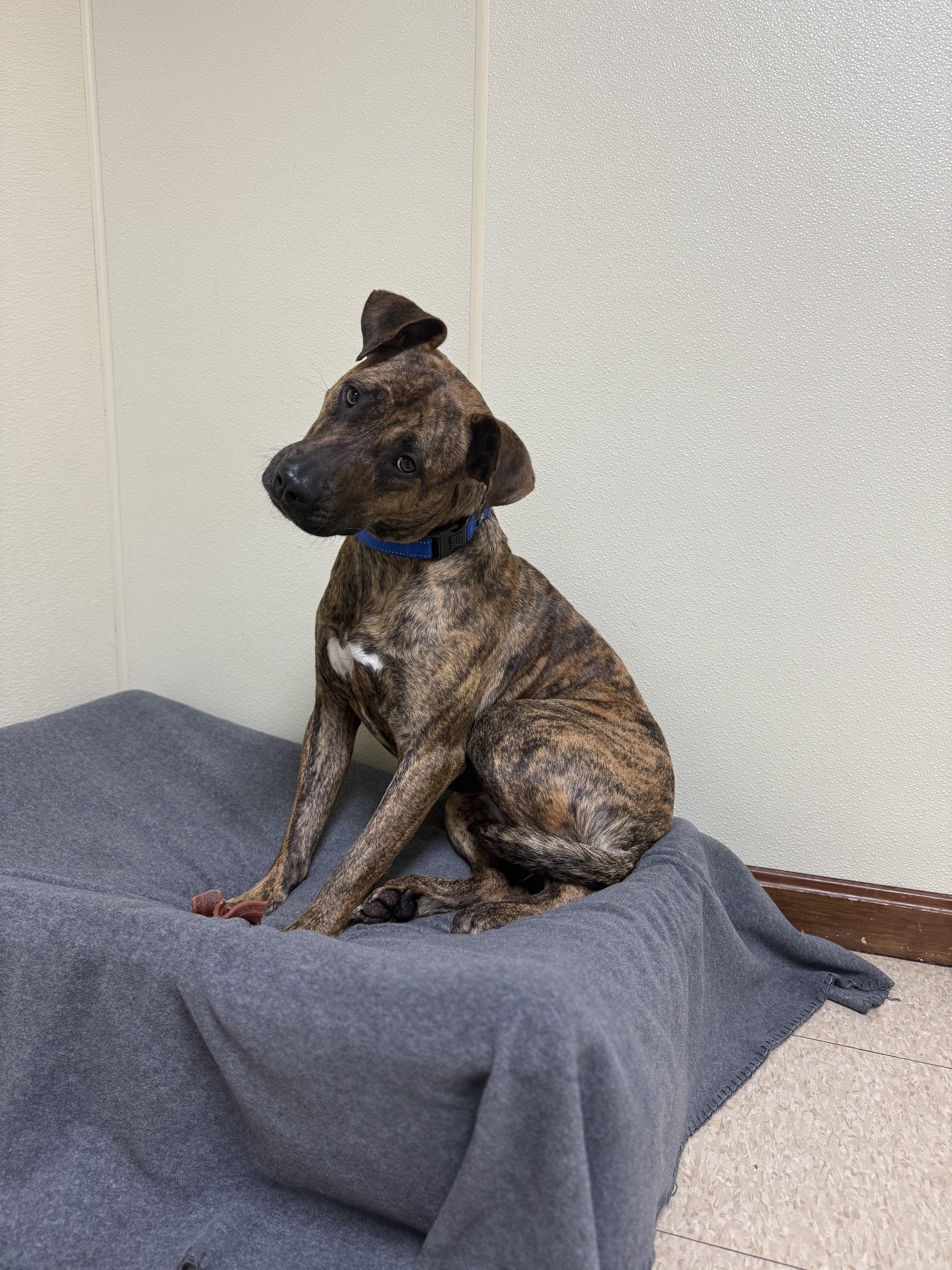 Tiny, a ADOPTABLE mixed breed in Douglas, MA image 3/6