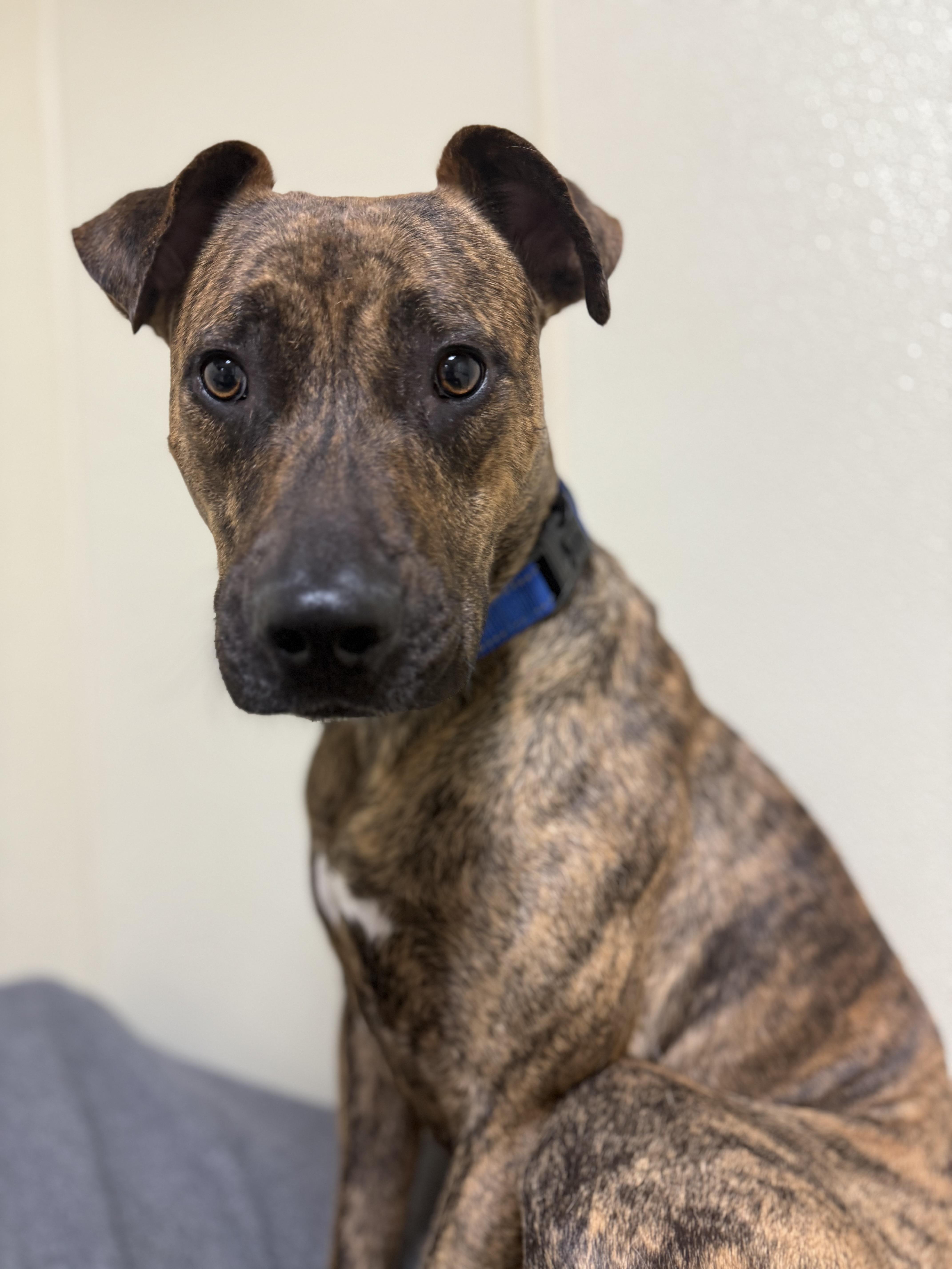 Tiny, a ADOPTABLE mixed breed in Douglas, MA image 4/6