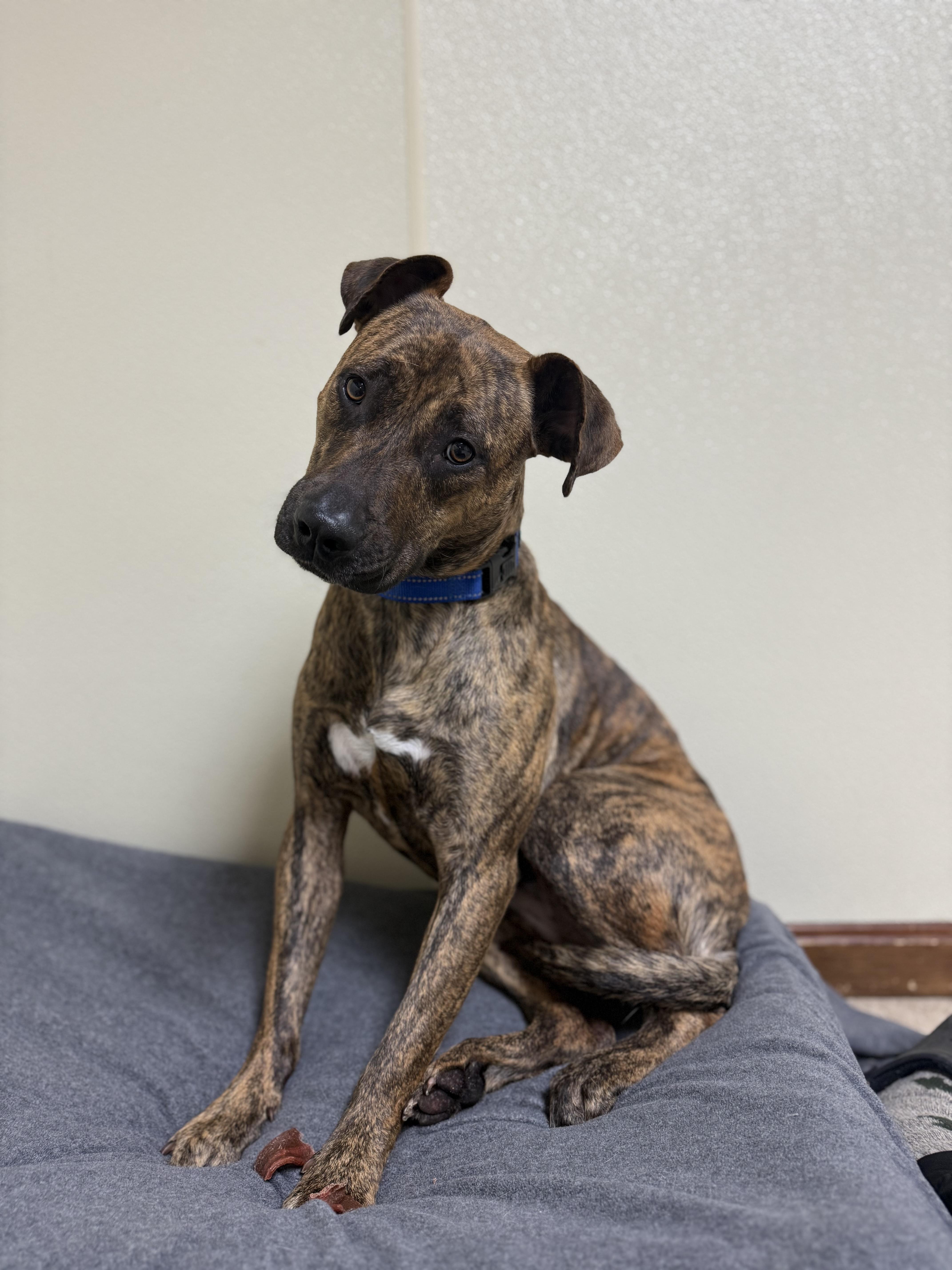 Tiny, a ADOPTABLE mixed breed in Douglas, MA image 5/6