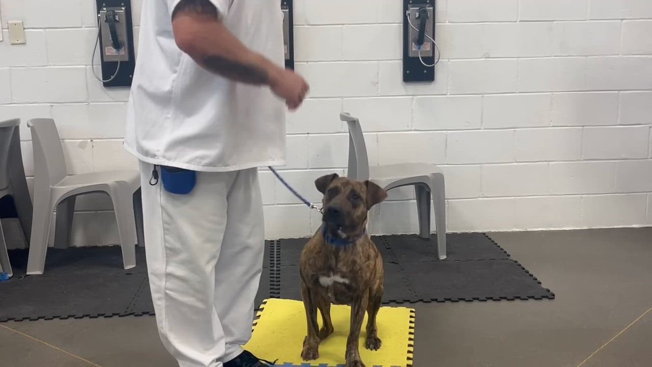 Enlarge Tiny, a ADOPTABLE mixed breed in Douglas, MA video 6/6