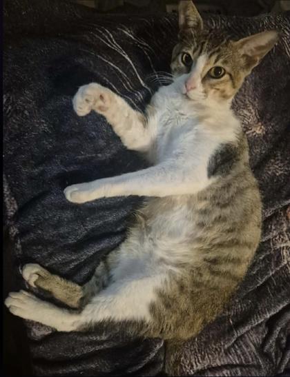 Enlarge Cat Daddy, a ADOPTABLE mixed breed in Warr Acres, OK image 1/1