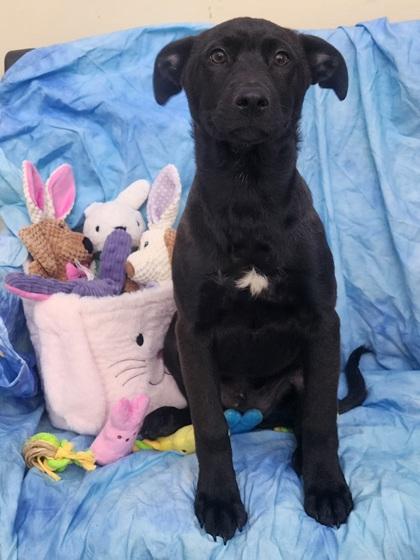 Sebastian, Adoptable, Puppy Male Labrador Retriever & Mixed Breed.