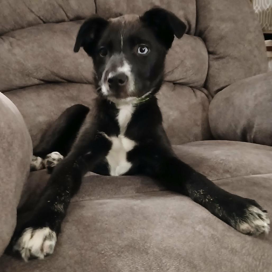 Yinz, Adoptable, Puppy Male Mixed Breed.