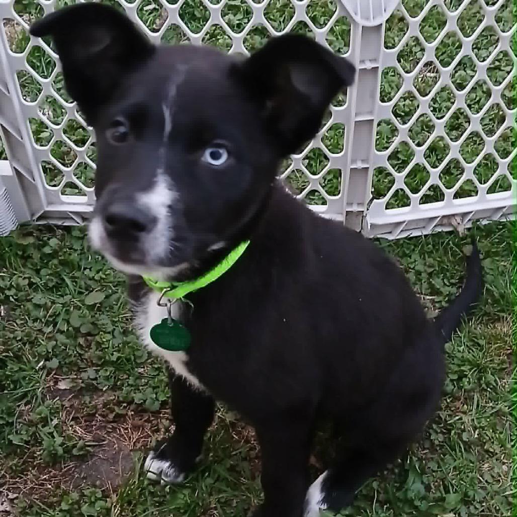Yinz, a Adoptable Mixed Breed in Monticello, MN image 2/4