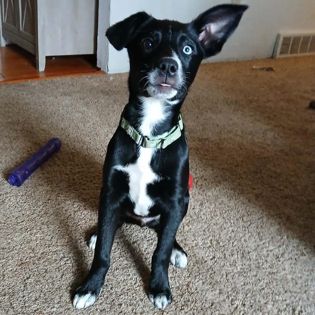 Yinz, a Adoptable Mixed Breed in Monticello, MN image 3/4