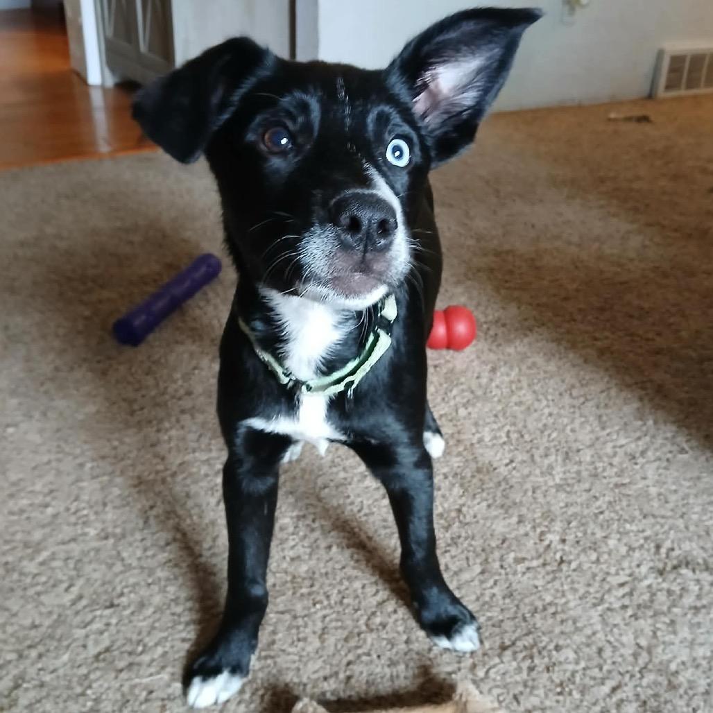 Yinz, a Adoptable Mixed Breed in Monticello, MN image 4/4