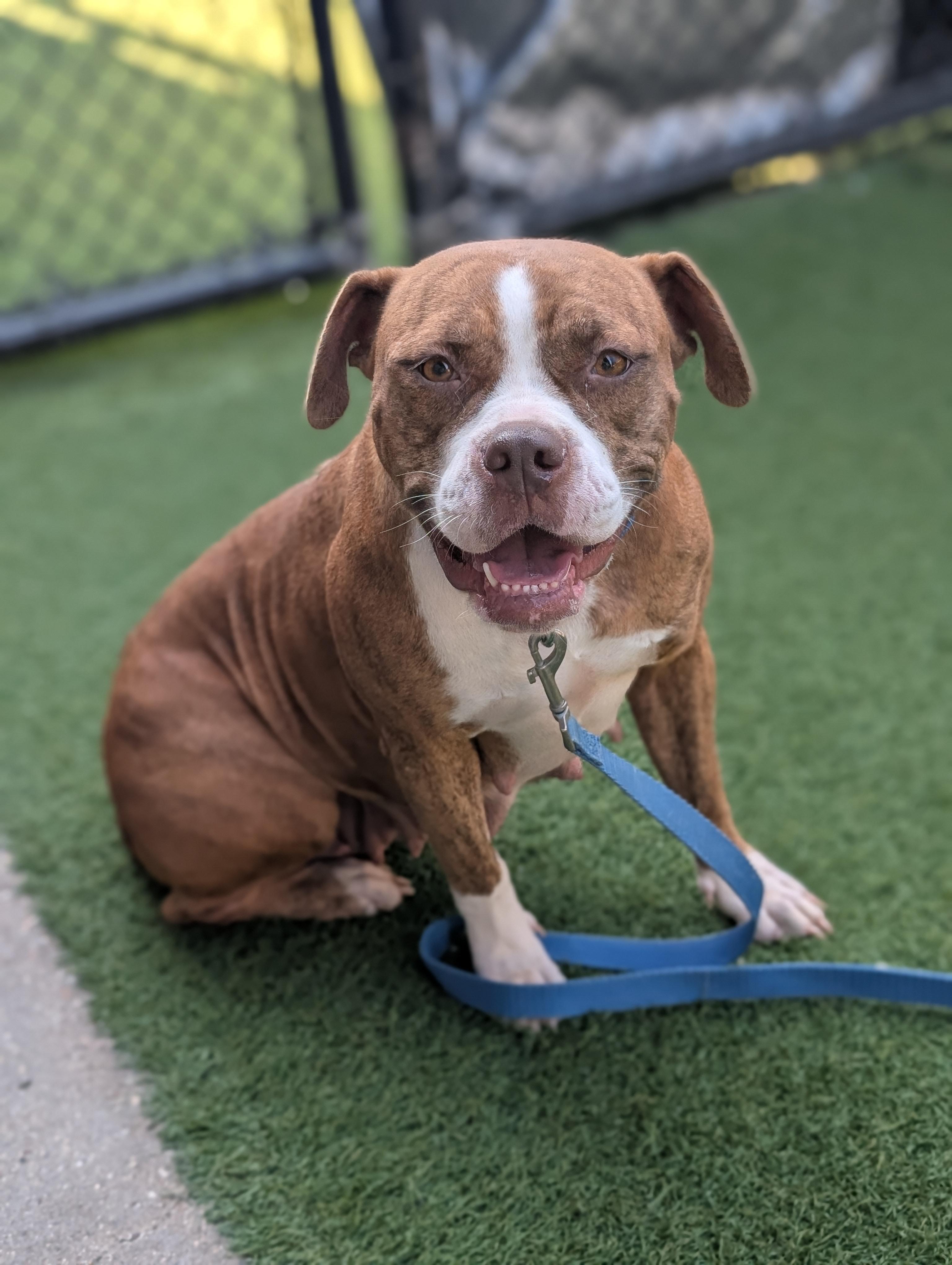 Susie **Courtesy Post. Out of town pet. See below for details**