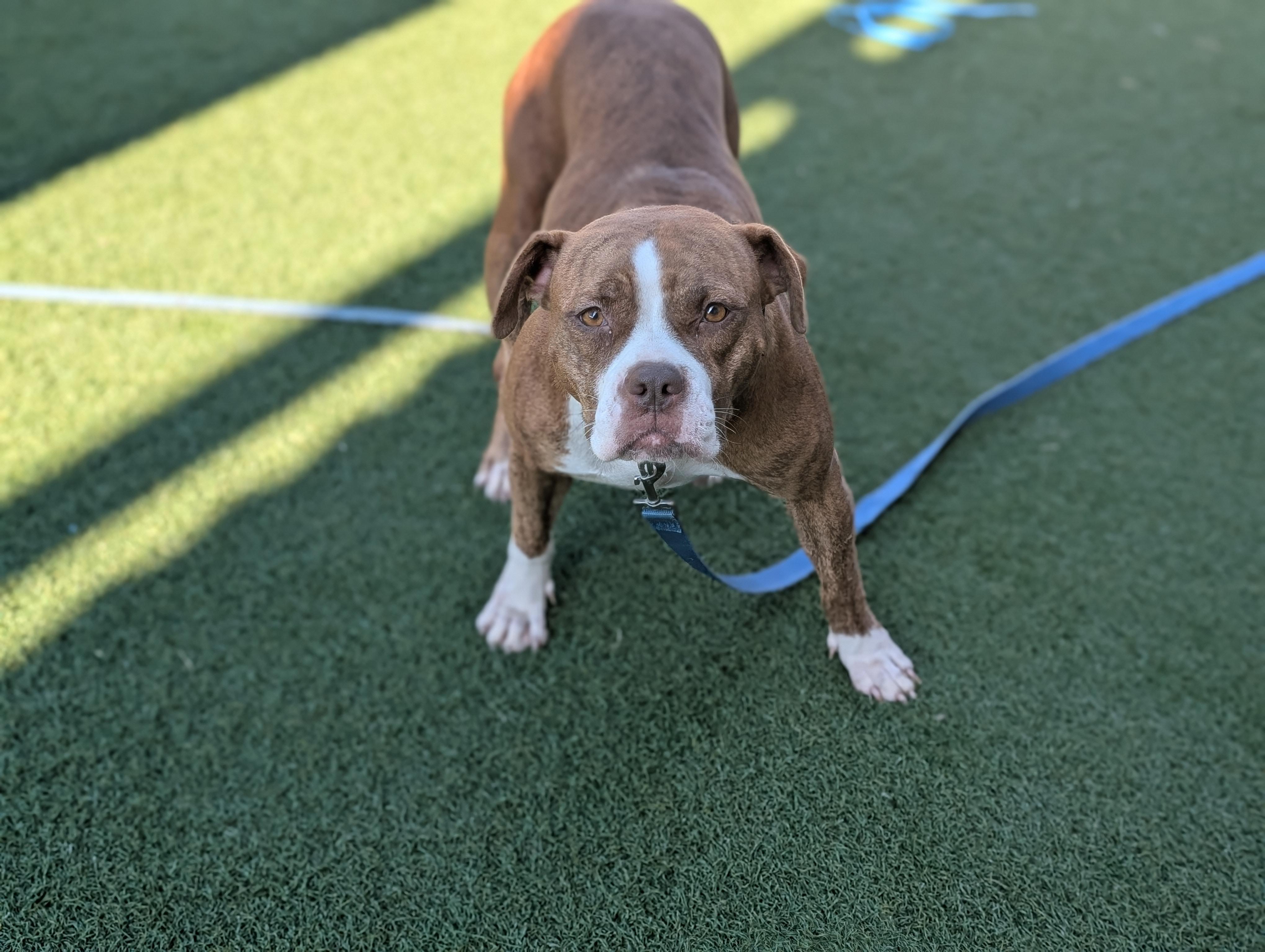 Susie **Courtesy Post. Out of town pet. See below for details**