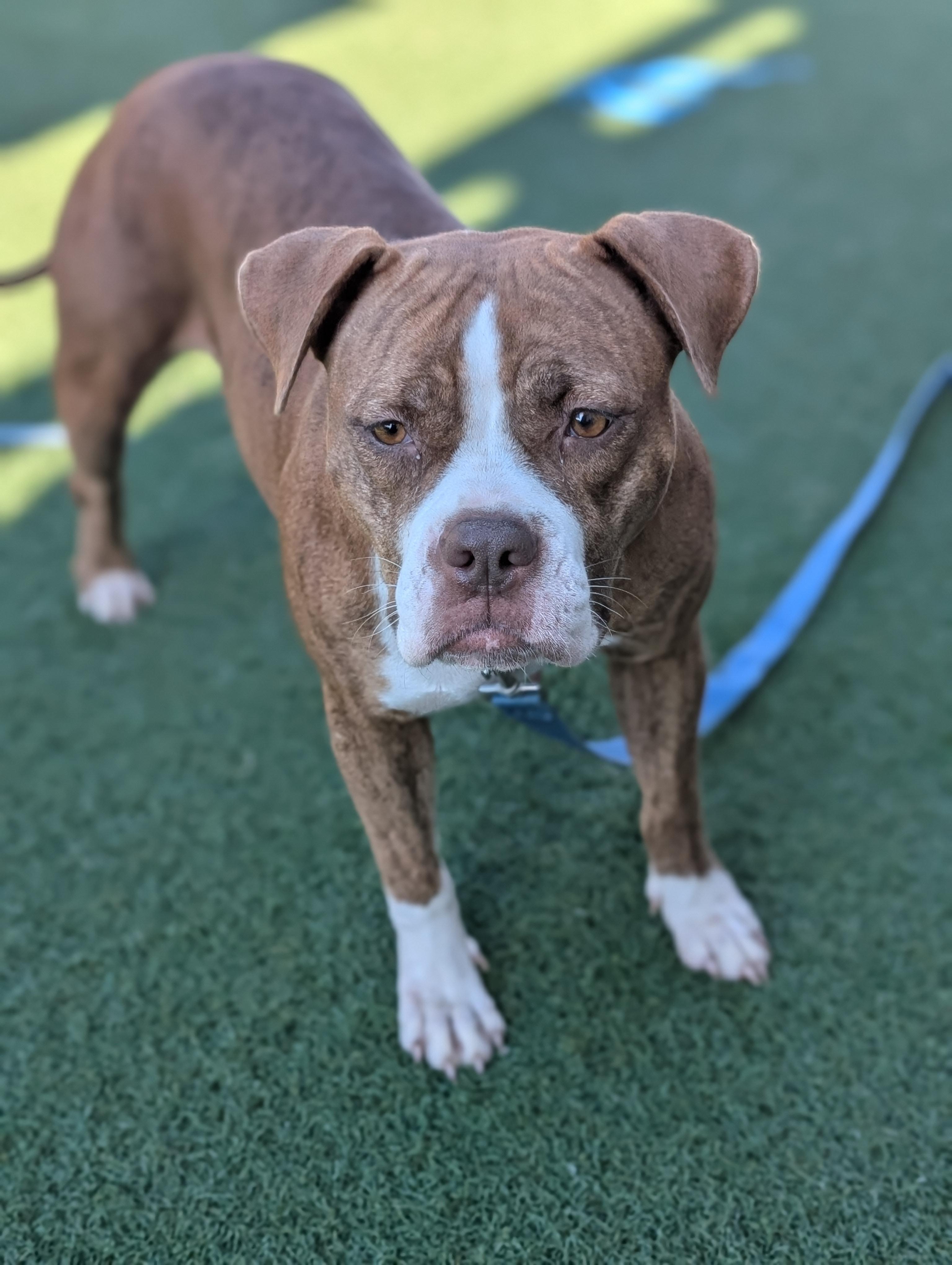 Susie **Courtesy Post. Out of town pet. See below for details**