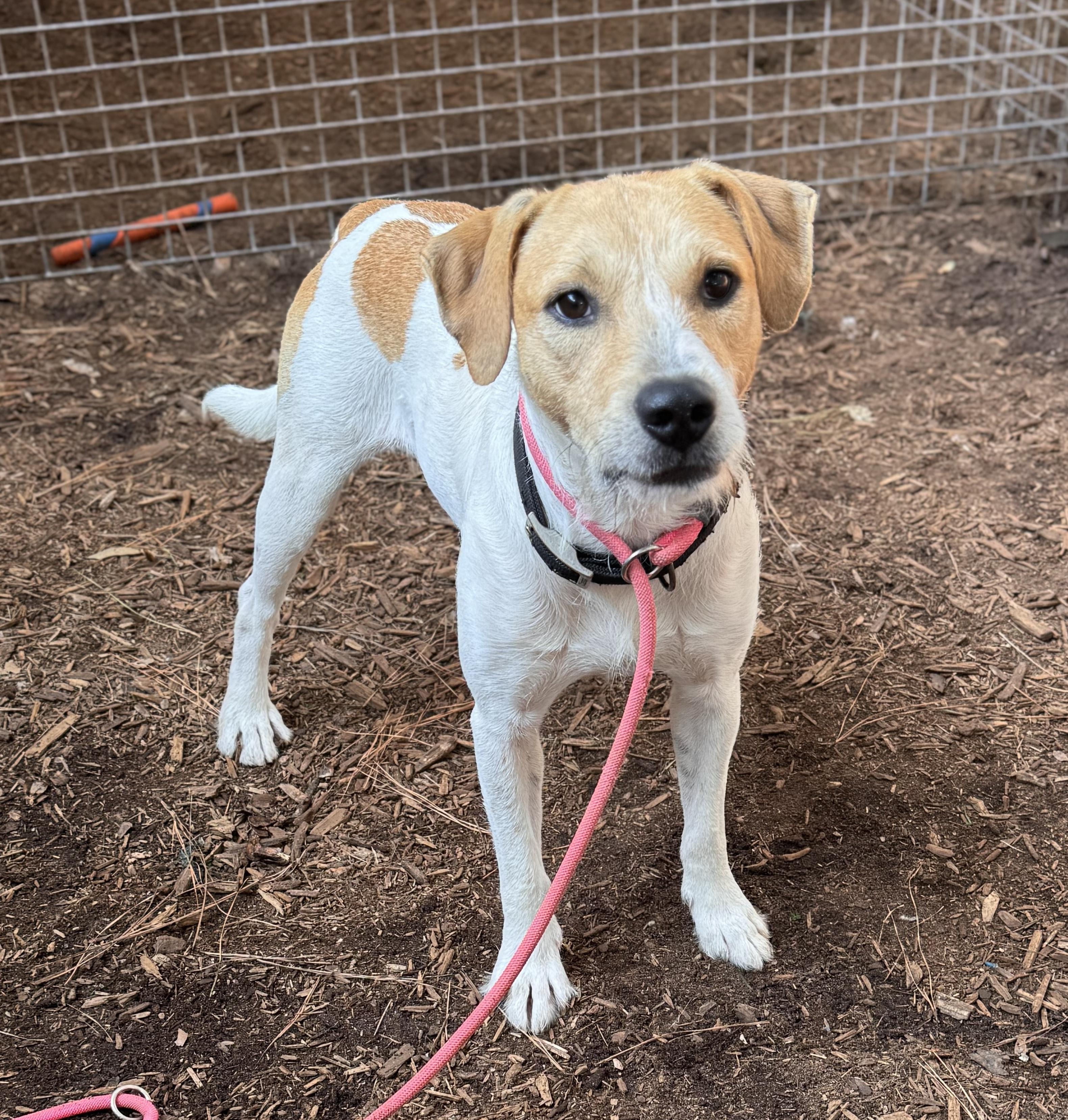 Enlarge Keifer, a Adoptable mixed breed in Pawleys Island, SC image 2/2