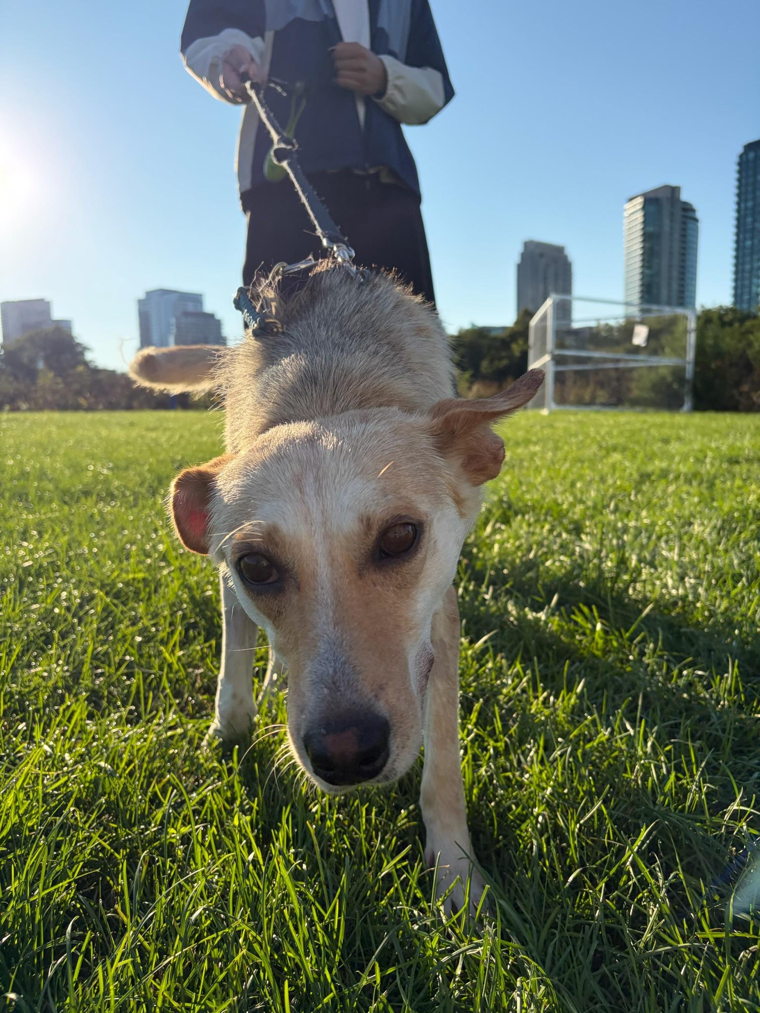 Enlarge Aurelia, a Adoptable mixed breed in Oakville, ON image 3/6
