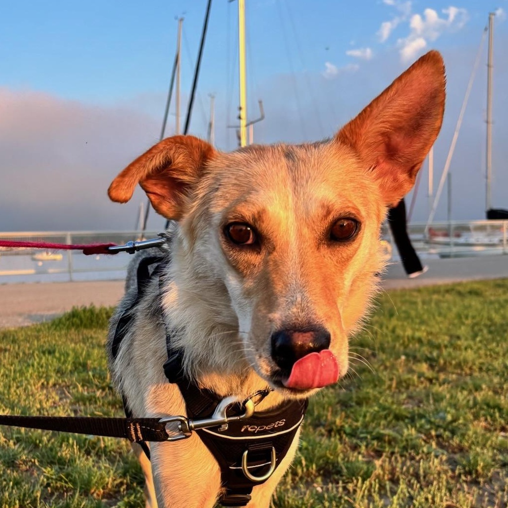 Enlarge Aurelia, a Adoptable mixed breed in Oakville, ON image 4/6