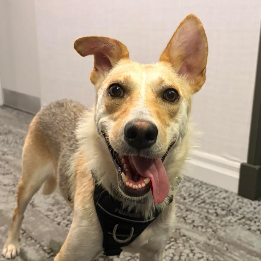 Enlarge Aurelia, a Adoptable mixed breed in Oakville, ON image 1/6