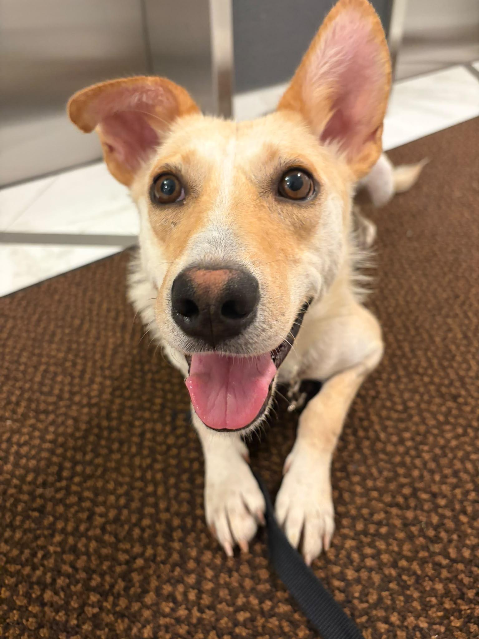 Enlarge Aurelia, a Adoptable mixed breed in Oakville, ON image 2/6