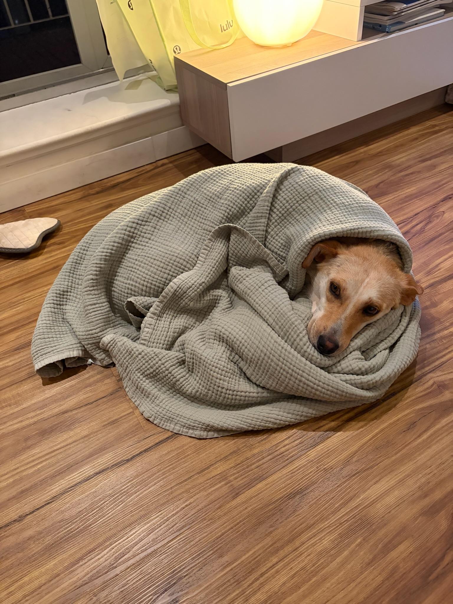 Enlarge Aurelia, a Adoptable mixed breed in Oakville, ON image 6/6