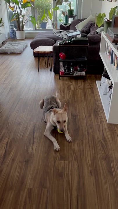 Enlarge Aurelia, a Adoptable mixed breed in Oakville, ON video 5/6