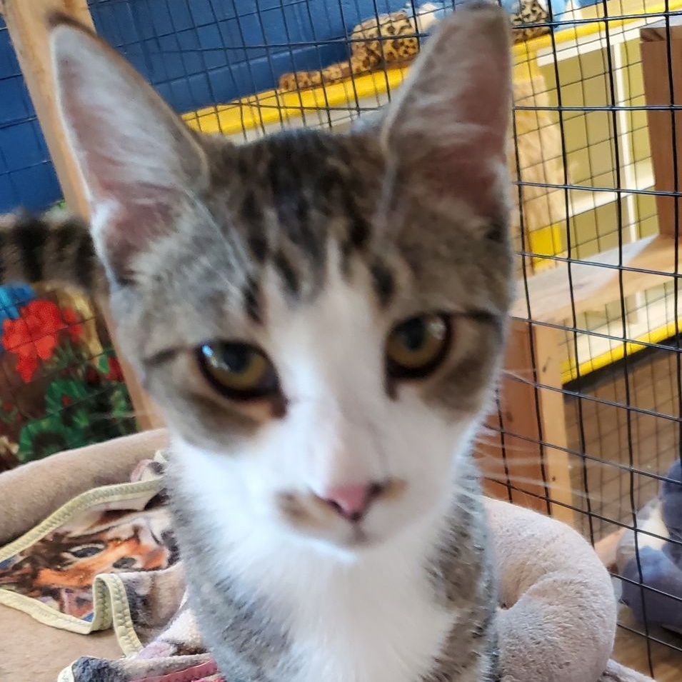 Molson, Adult Male unknown