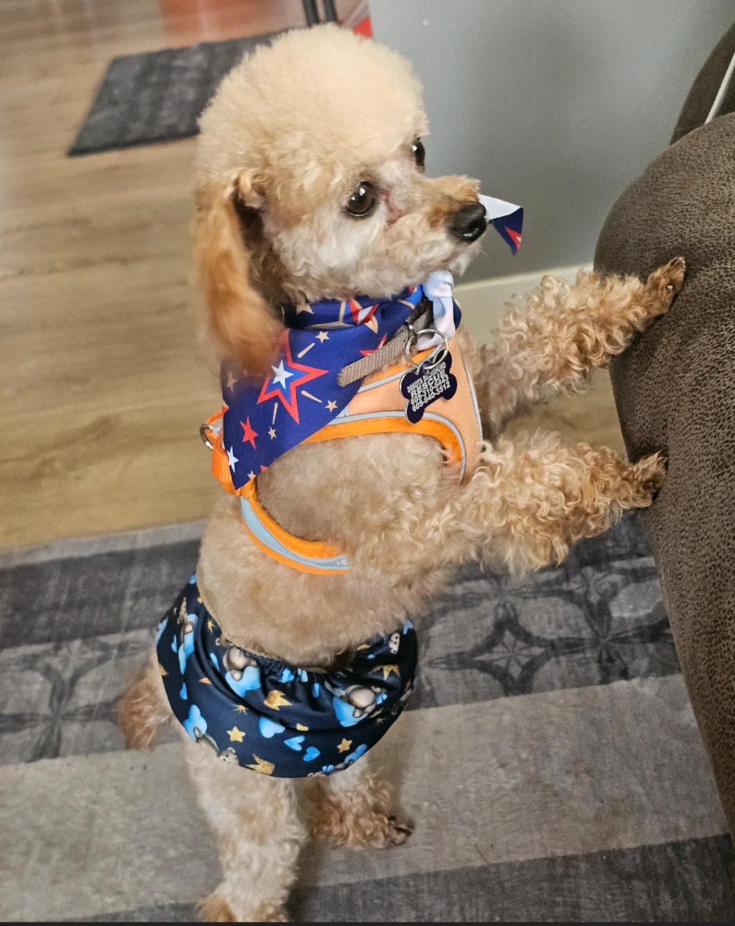 Jack, Adopted, Adult Male Poodle.