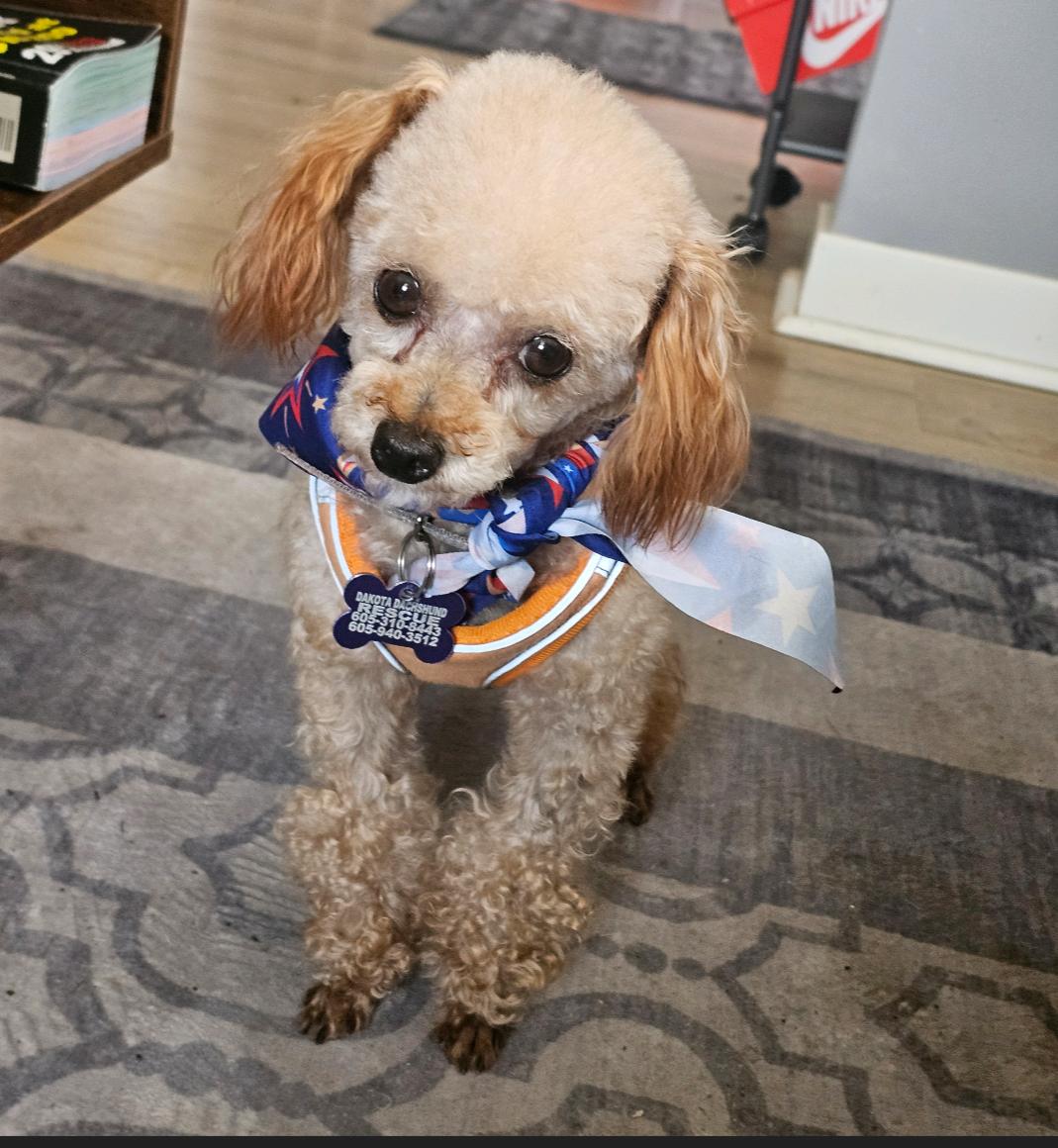Jack, a Adopted Poodle in Sioux Falls, SD image 2/3