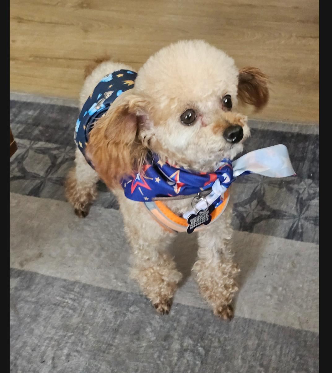 Jack, a Adopted Poodle in Sioux Falls, SD image 3/3