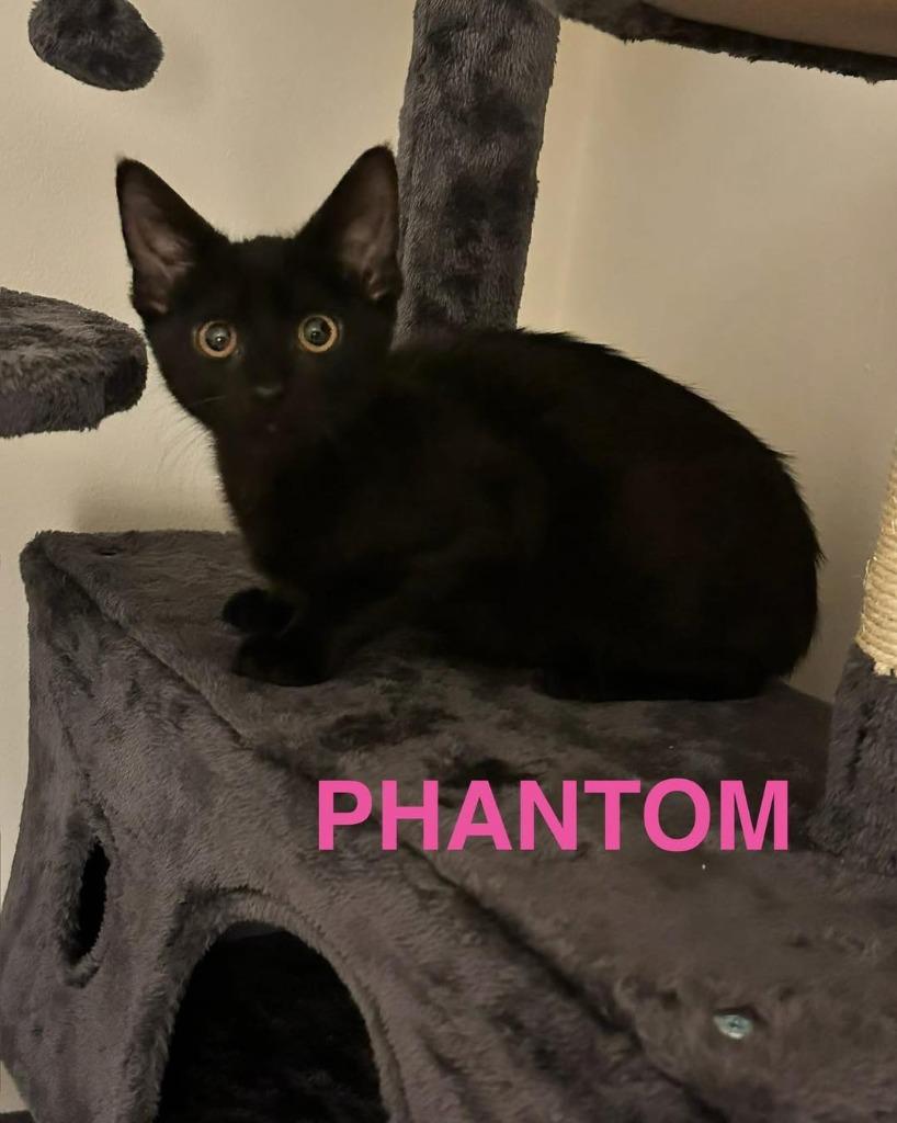 Enlarge Phantom, a Adoptable mixed breed in Libertyville, IL image 1/1