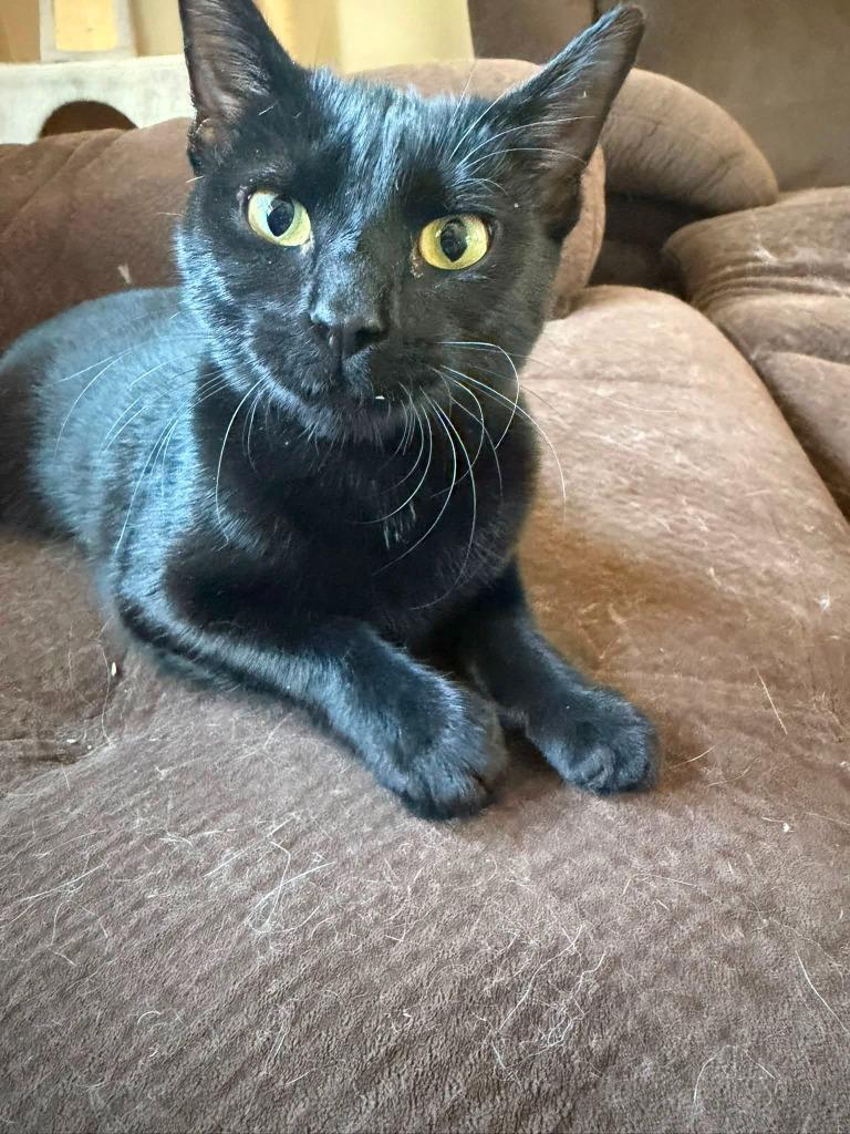 Enlarge Phantom, a Adoptable mixed breed in Libertyville, IL image 2/6