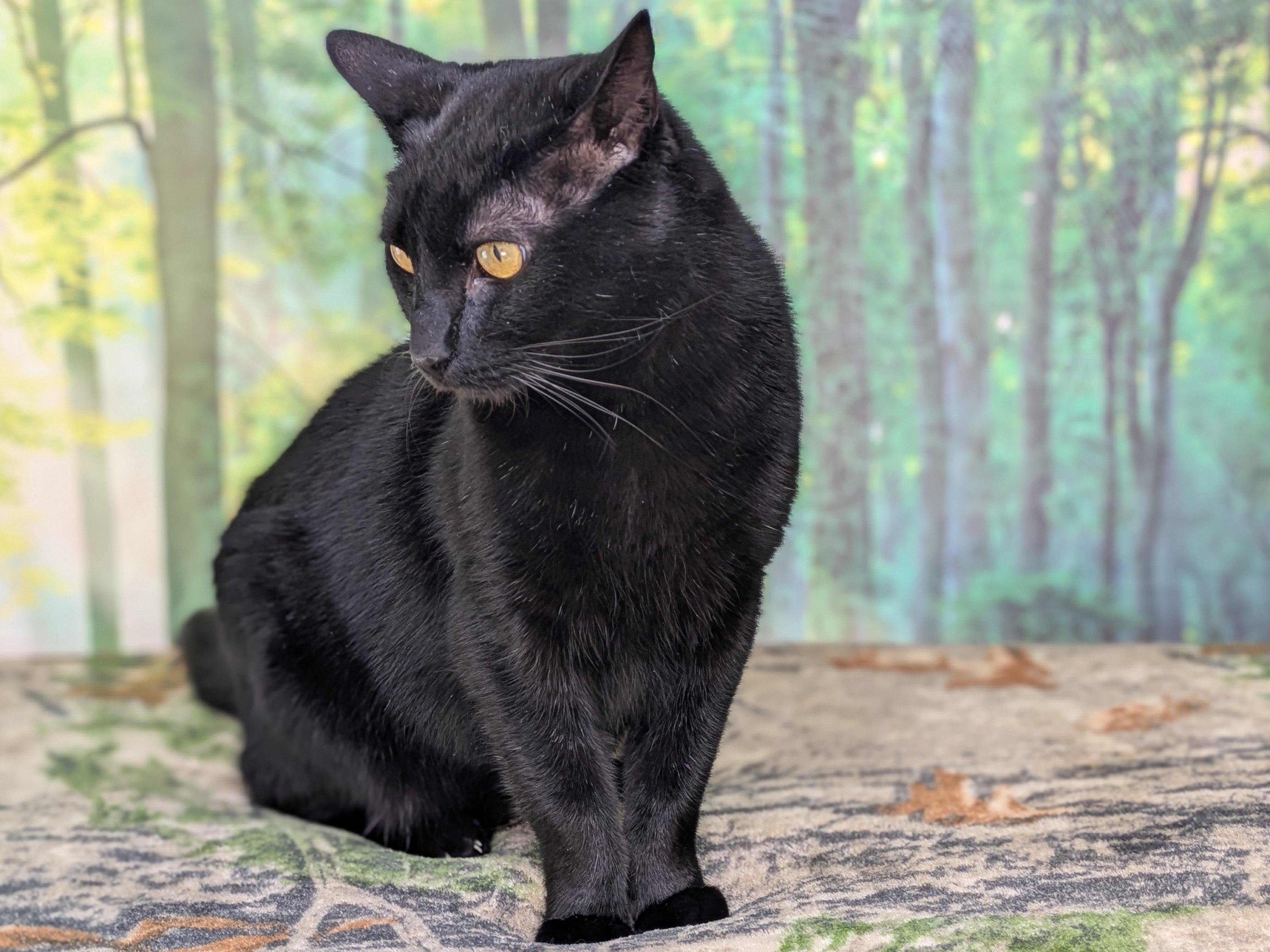 Hook, an adoptable Domestic Short Hair in Republic, WA, 99166 | Photo Image 4
