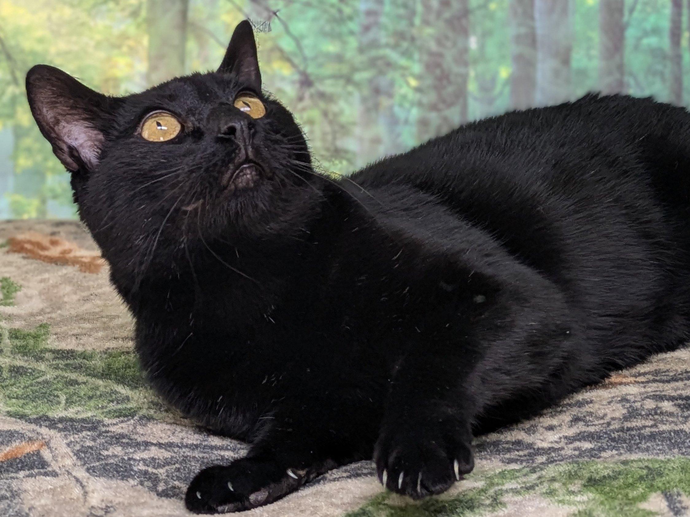 Hook, an adoptable Domestic Short Hair in Republic, WA, 99166 | Photo Image 3