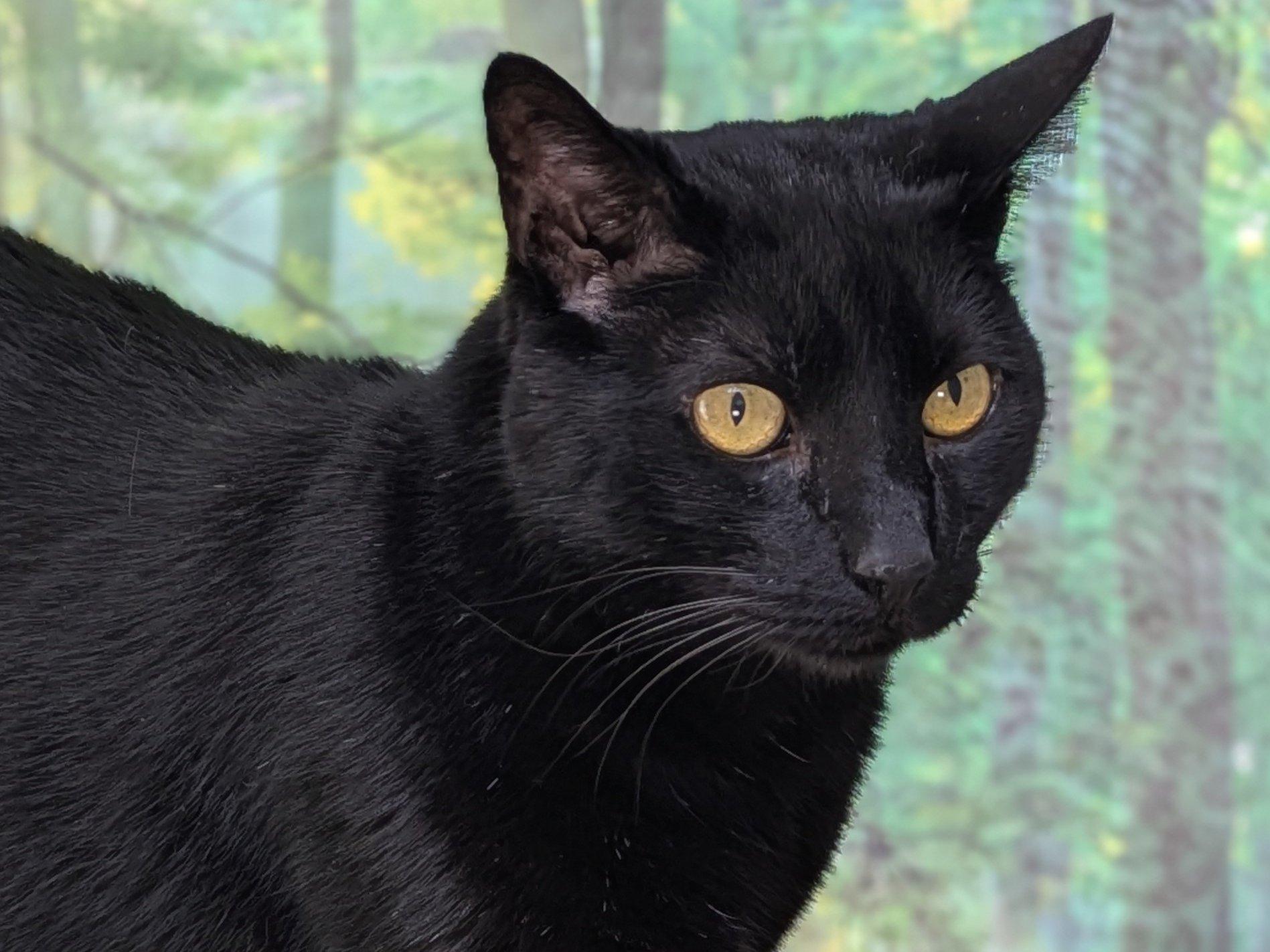 Hook, an adoptable Domestic Short Hair in Republic, WA, 99166 | Photo Image 2