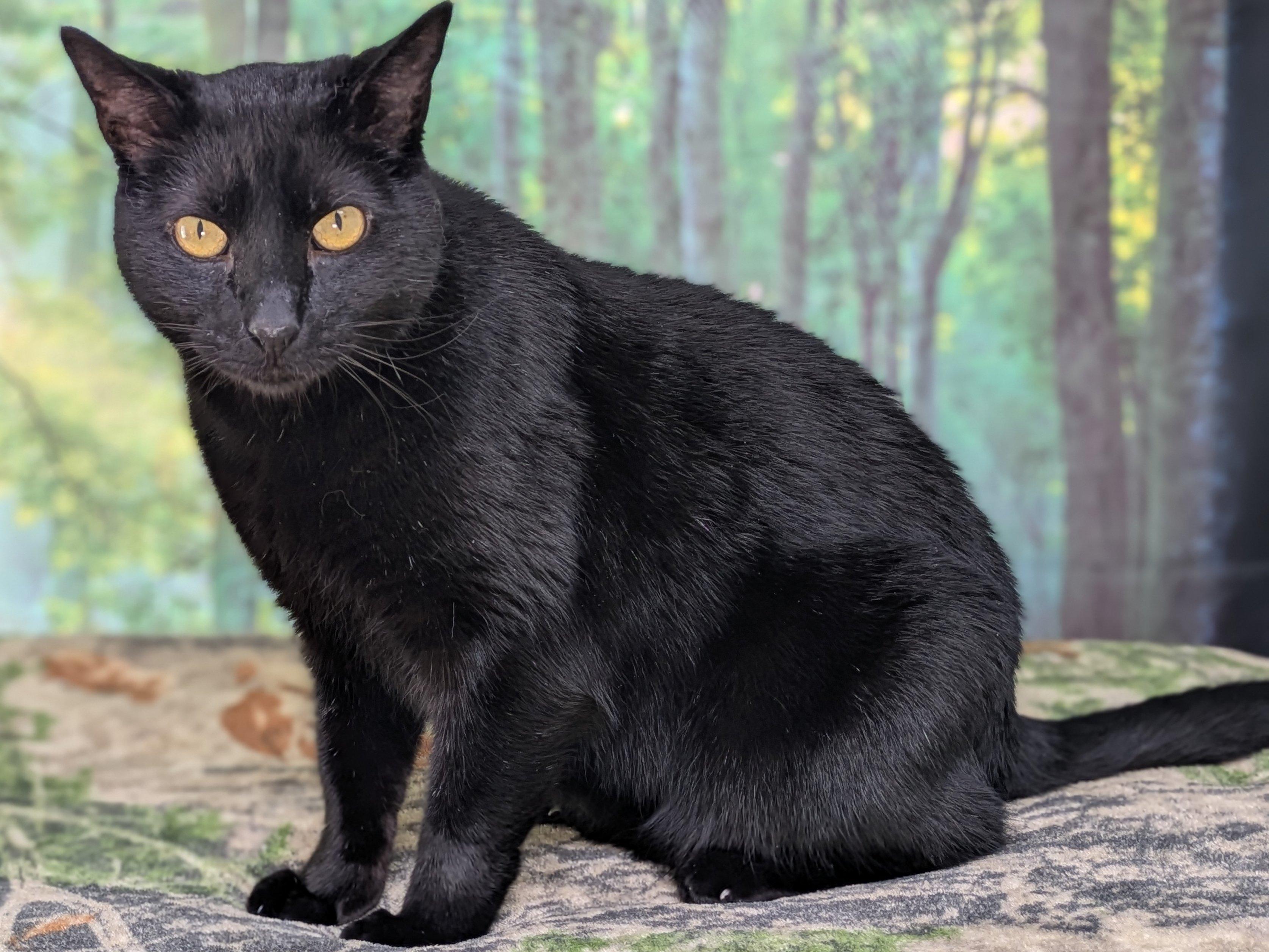 Hook, an adoptable Domestic Short Hair in Republic, WA, 99166 | Photo Image 5