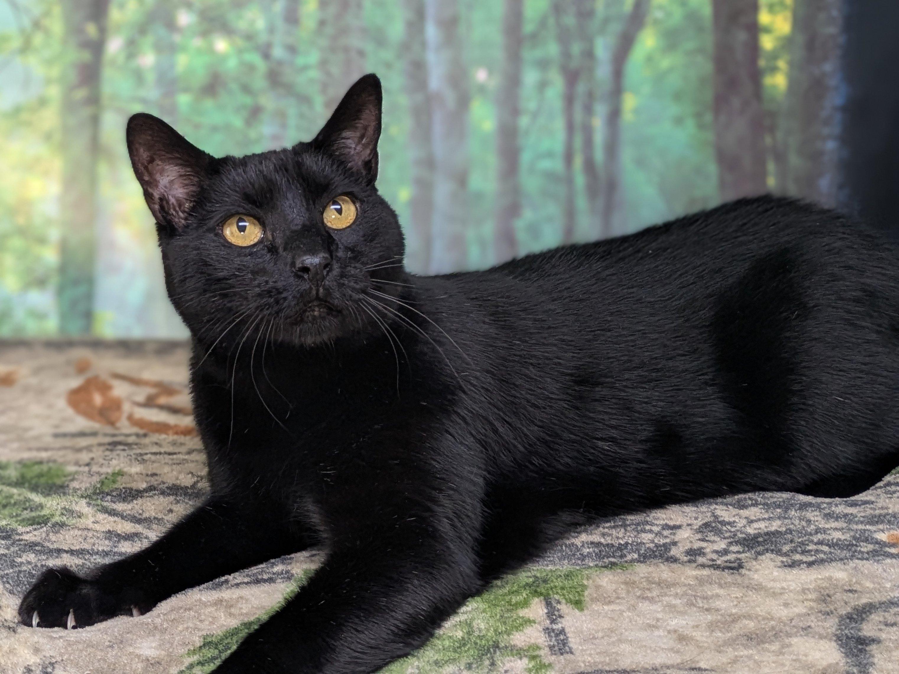 Hook, an adoptable Domestic Short Hair in Republic, WA, 99166 | Photo Image 1