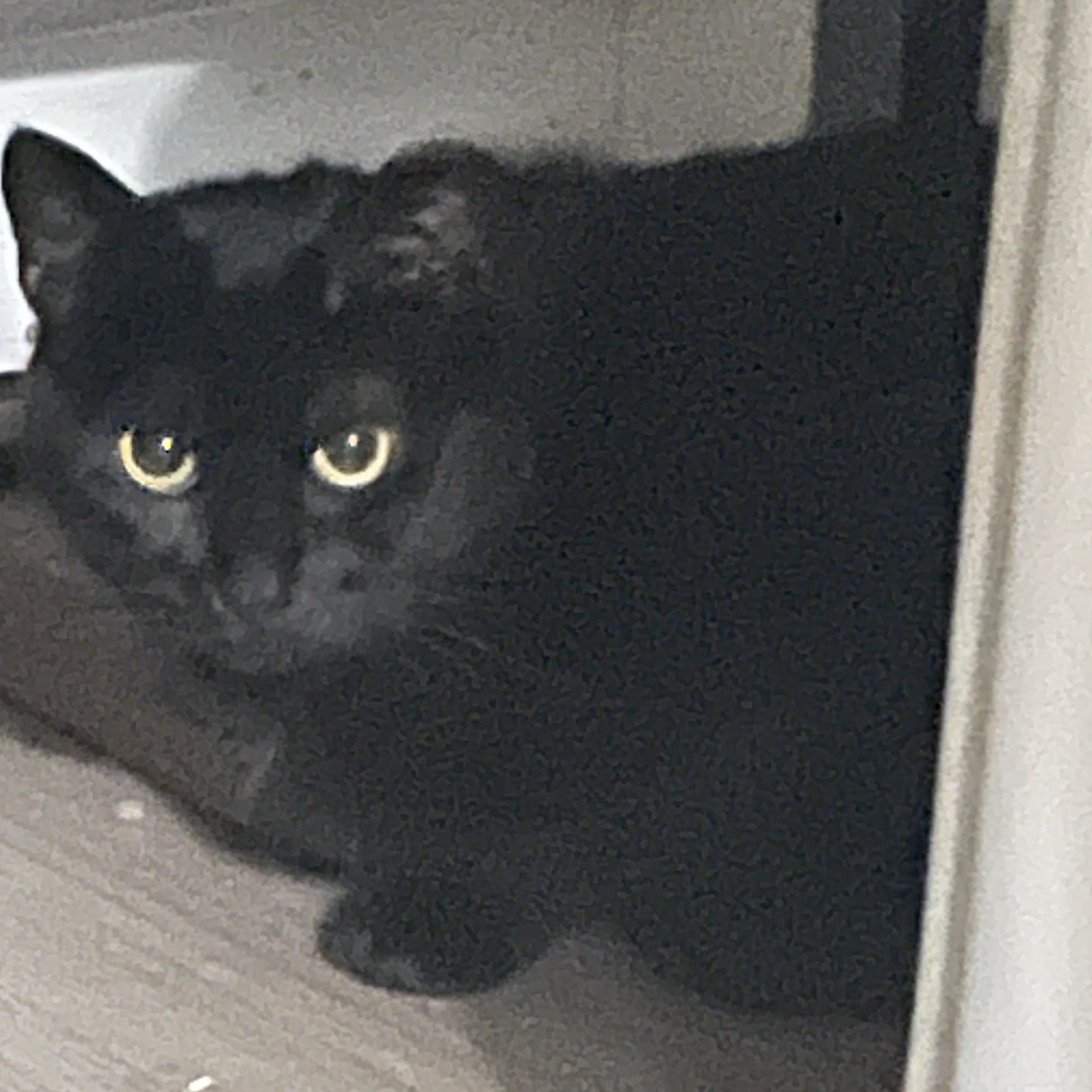 Enlarge Needs foster- Spicy, an adoptable Domestic Short Hair in Galloway, NJ image 1/1