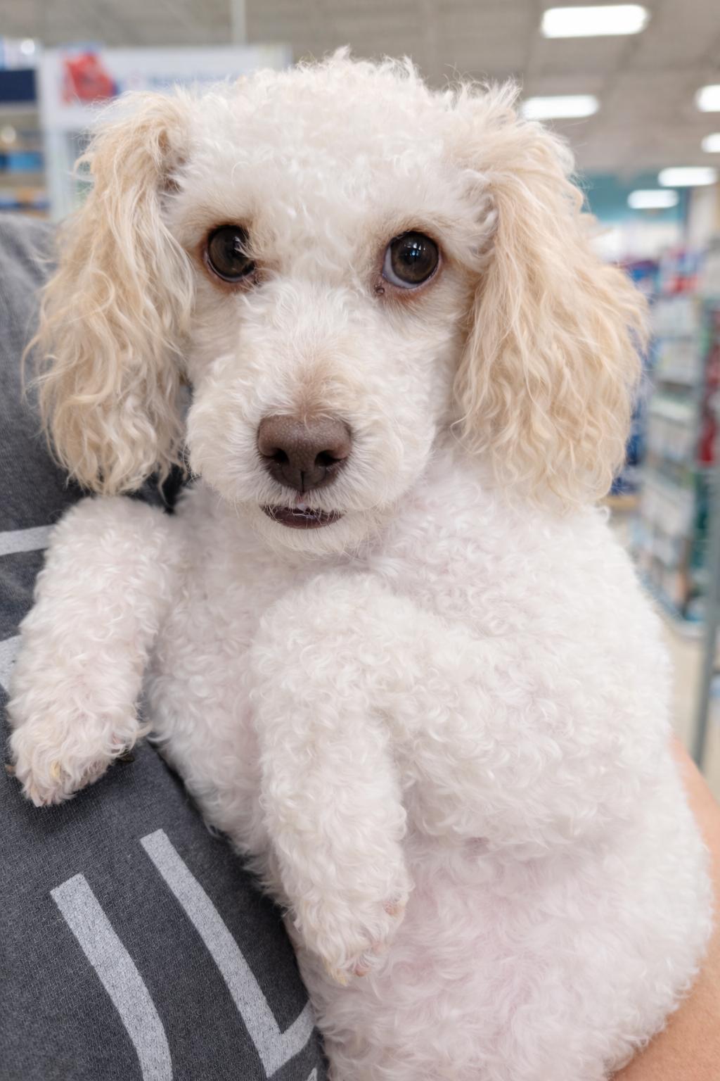 Cooper, Adoptable, Adult Male Poodle (Toy).