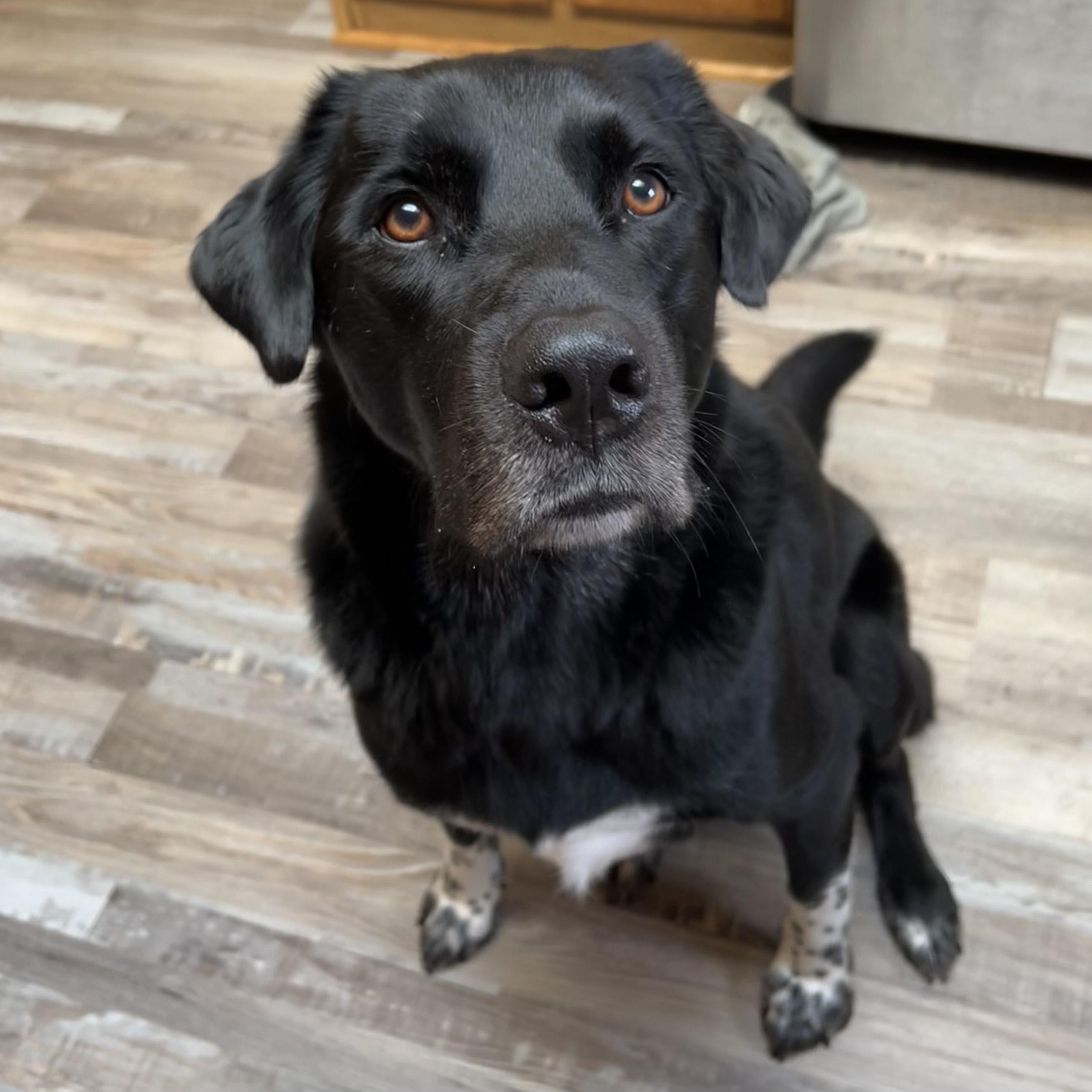 Jameson, ADOPTABLE, Adult Male Black Labrador Retriever.