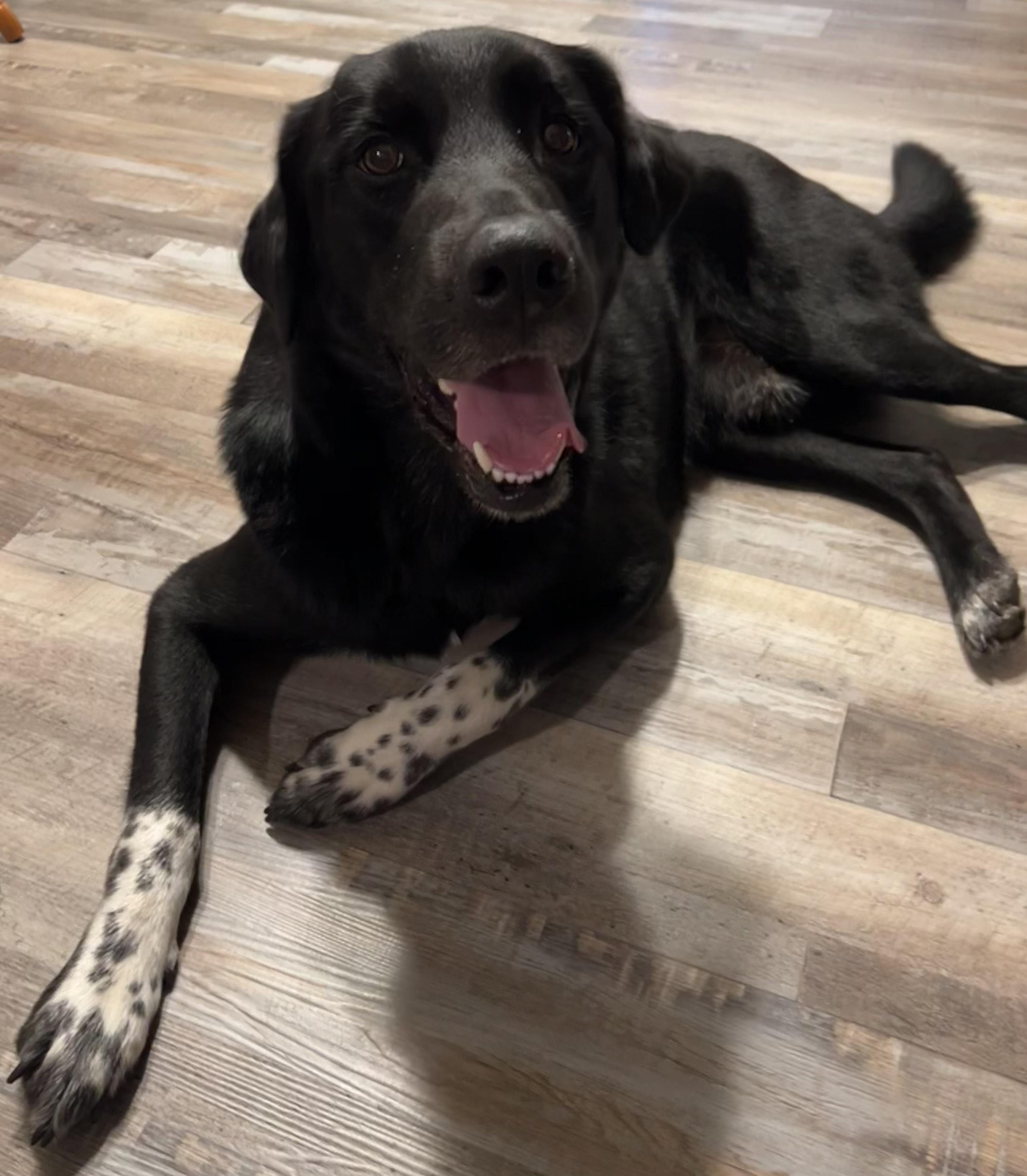 Jameson, a ADOPTABLE mixed breed in Midland, MI image 2/2