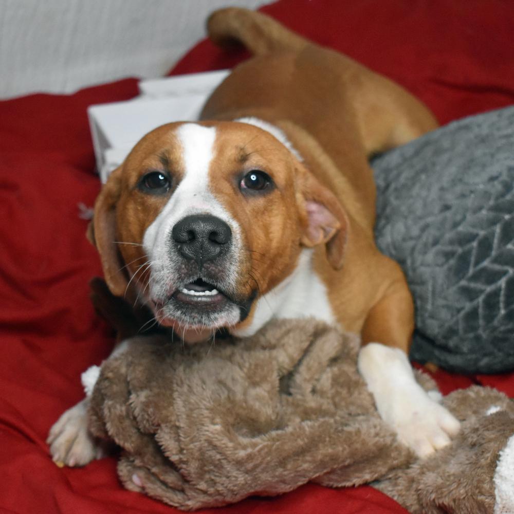 Gremlin, Adoptable, Adult Male Hound.