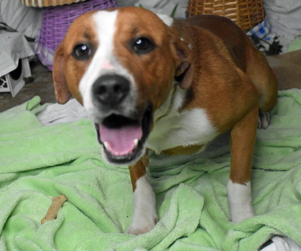Enlarge Gremlin, a Adoptable mixed breed in Monroe, LA image 2/3