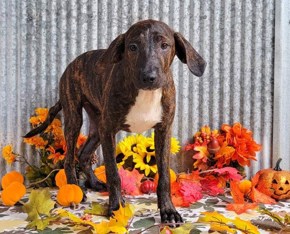 Enlarge Gremlin, a Adoptable mixed breed in Monroe, LA image 3/3