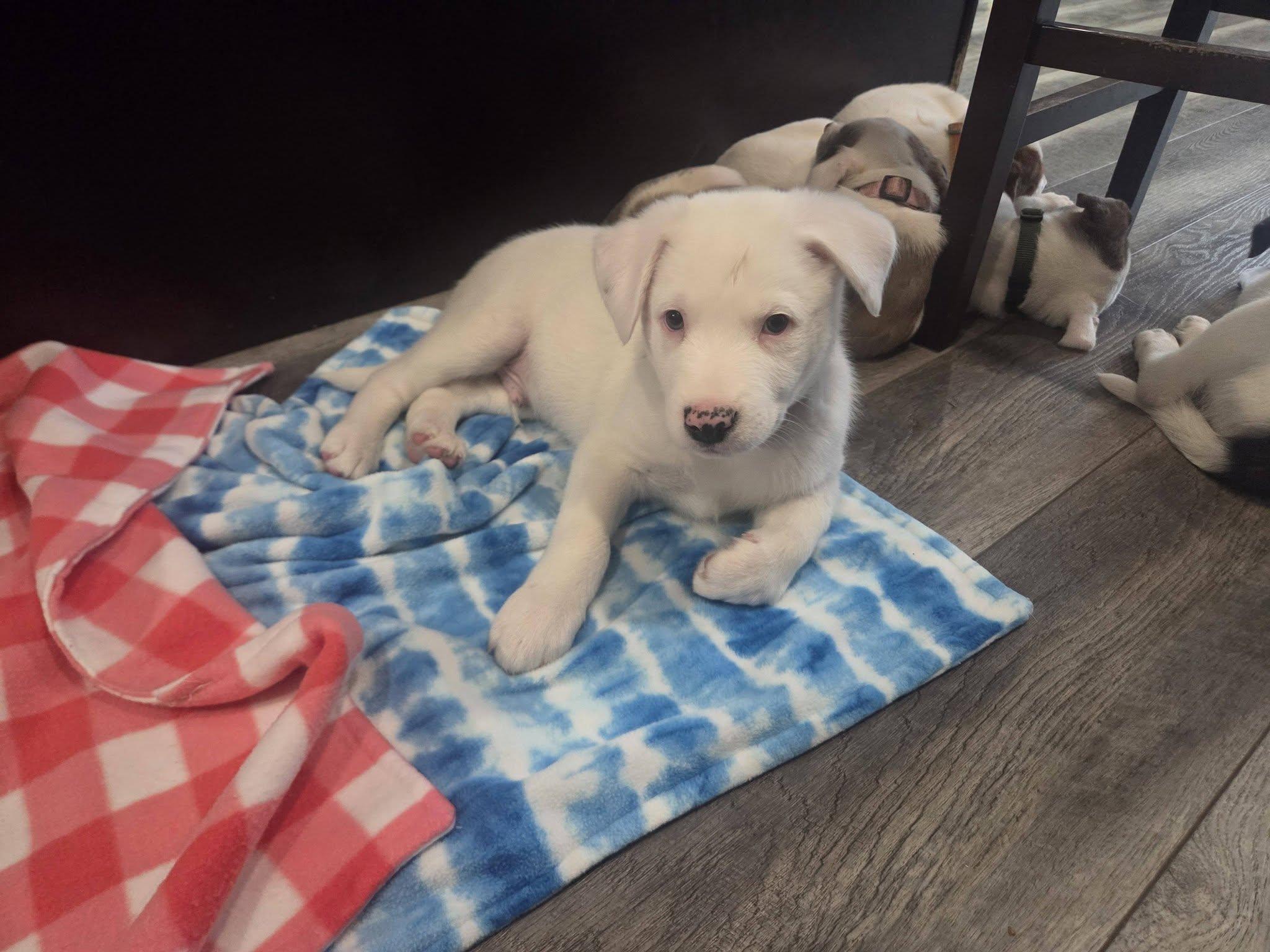 Enlarge Queso, an adoptable mixed breed in Lemont, IL image 2/6