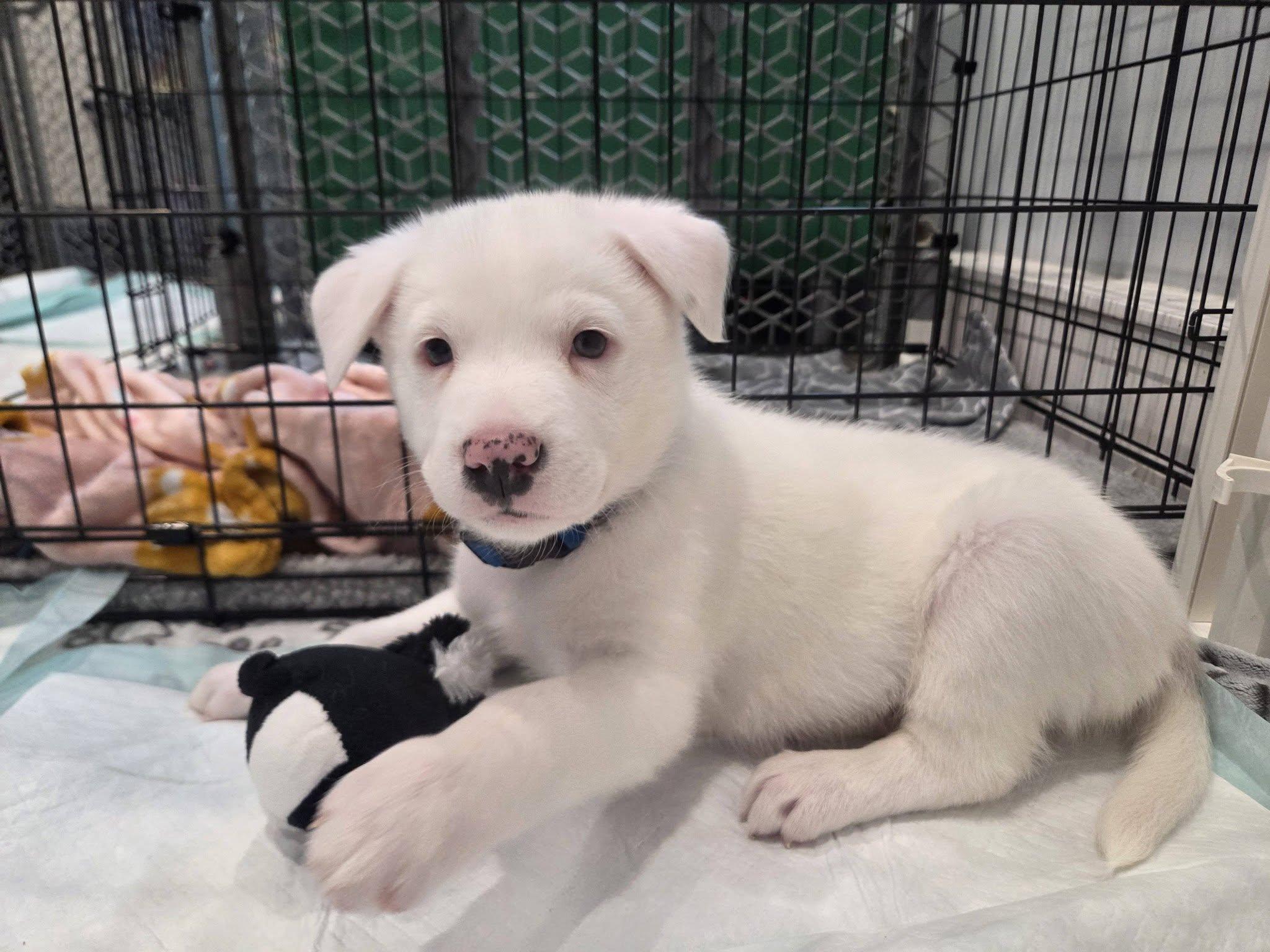 Enlarge Queso, an adoptable mixed breed in Lemont, IL image 3/6