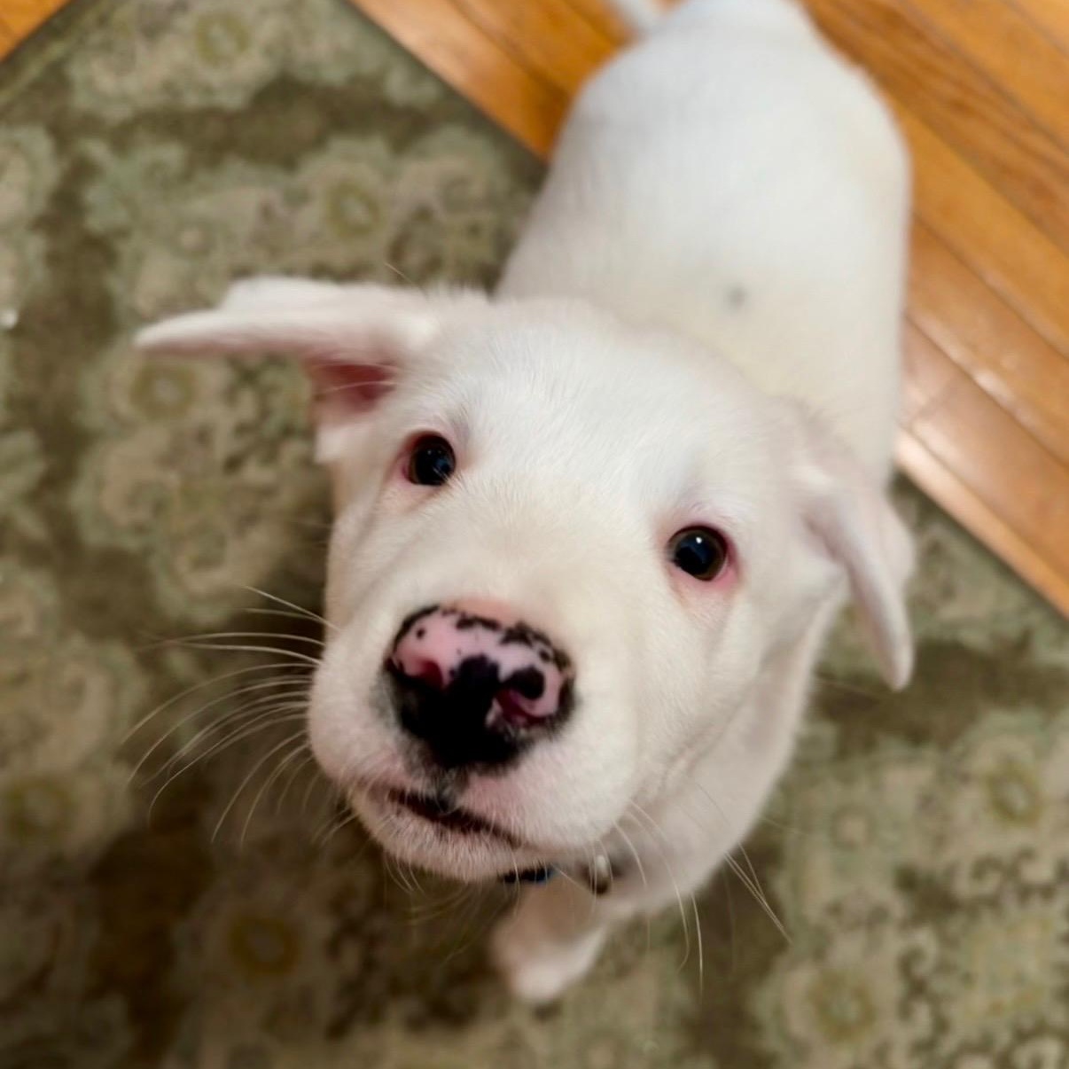Queso, adoptable, Puppy Male Australian Shepherd.