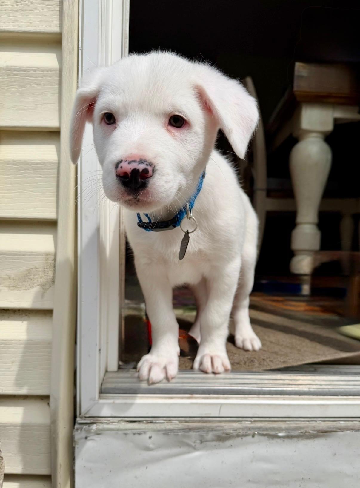 Enlarge Queso, an adoptable mixed breed in Lemont, IL image 6/6